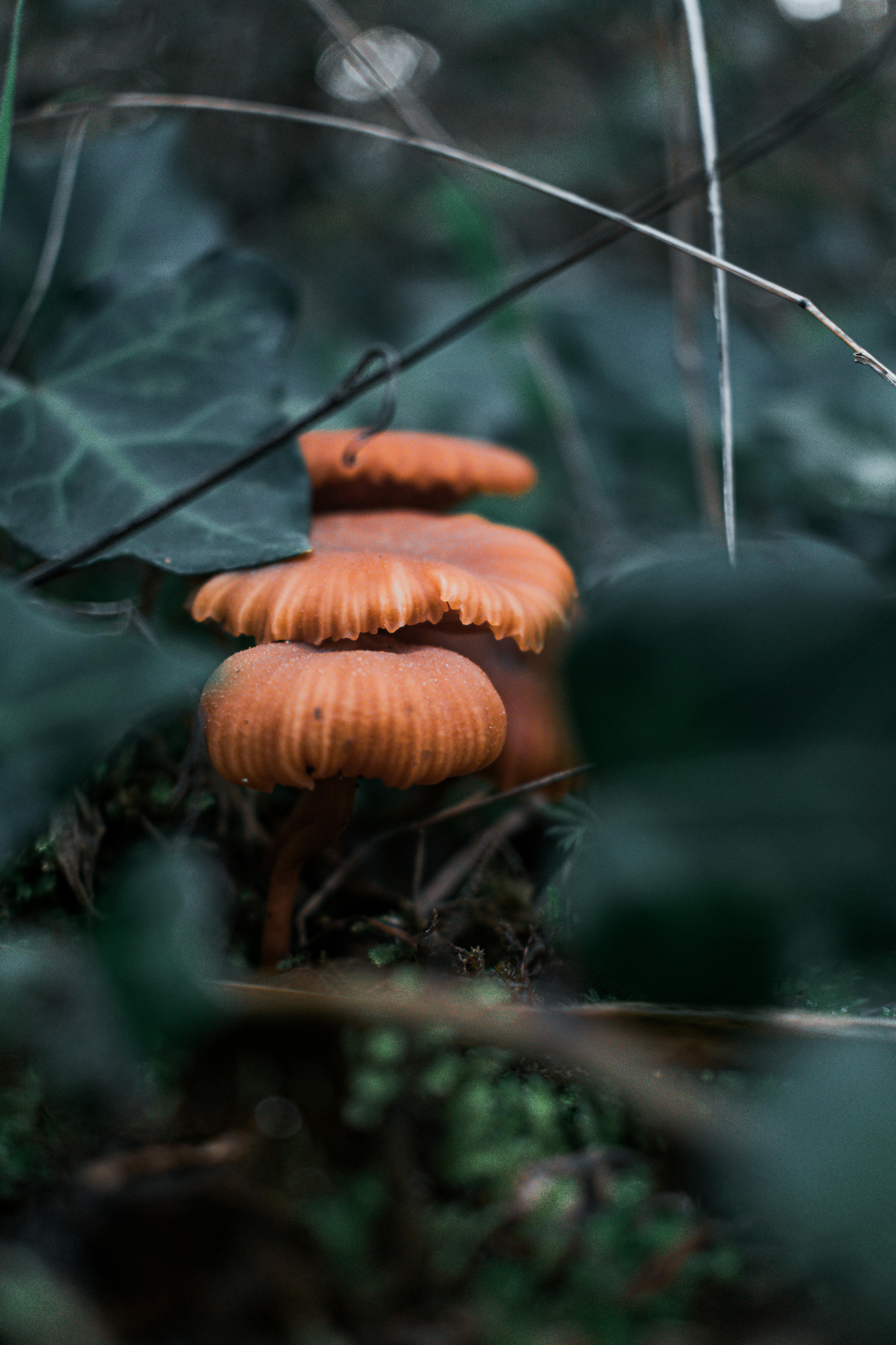 Detailed close-up of vibrant orange mushrooms growing in a lush forest undergrowth setting.