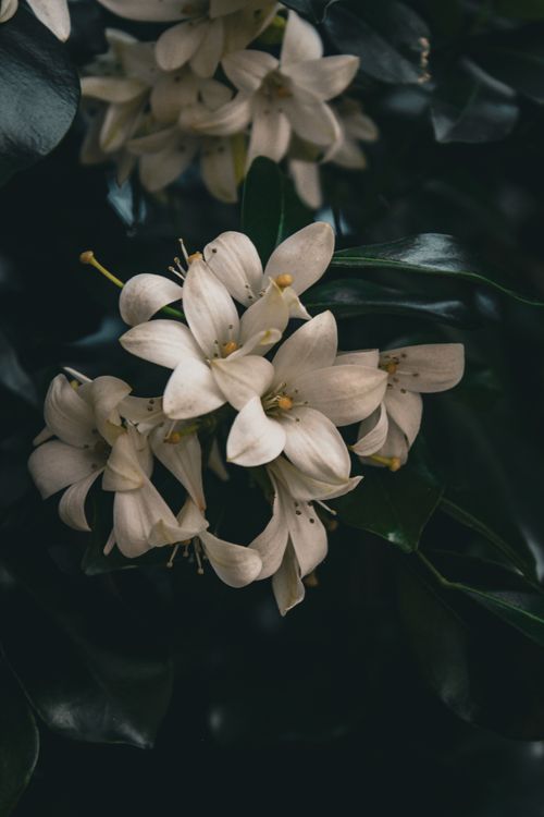 Free Striking close-up of white jasmine flowers surrounded by dark green leaves, creating a dramatic and moody atmosphere. Stock Photo
