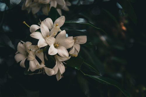 Free Moody close-up of white flowers against dark green leaves, creating a vivid aesthetic. Stock Photo