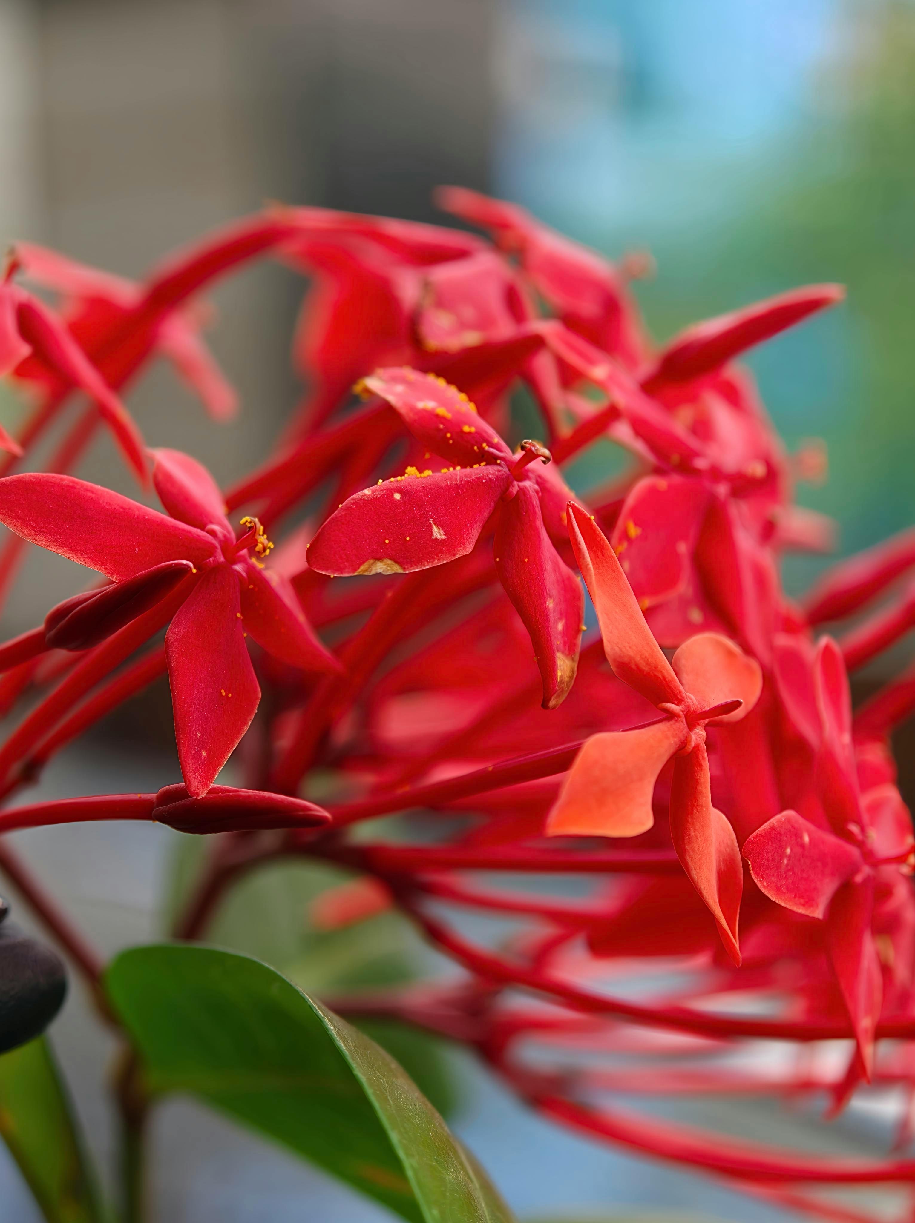 [ColoSach]-close-up-of-vibrant-red-ixora-flowers-in-bloom,-showcasing-their-striking-beauty.