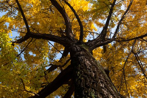 Free View of a towering ginkgo tree with vibrant yellow foliage under a clear blue sky. Stock Photo
