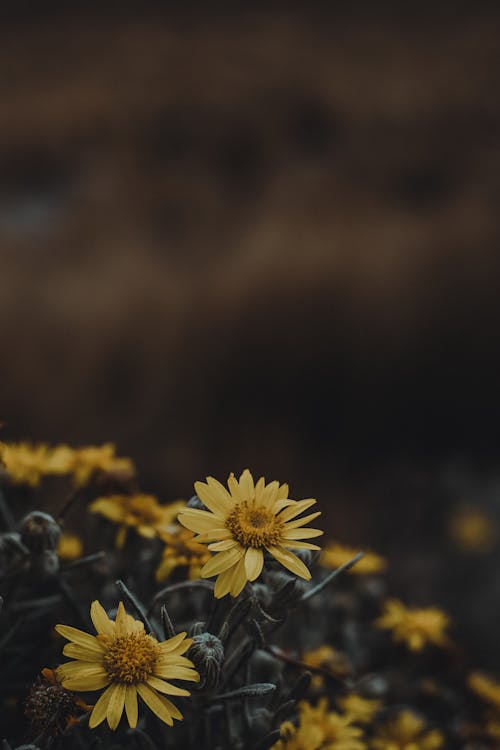 Gelbe Blumen In Tilt Shift Lens