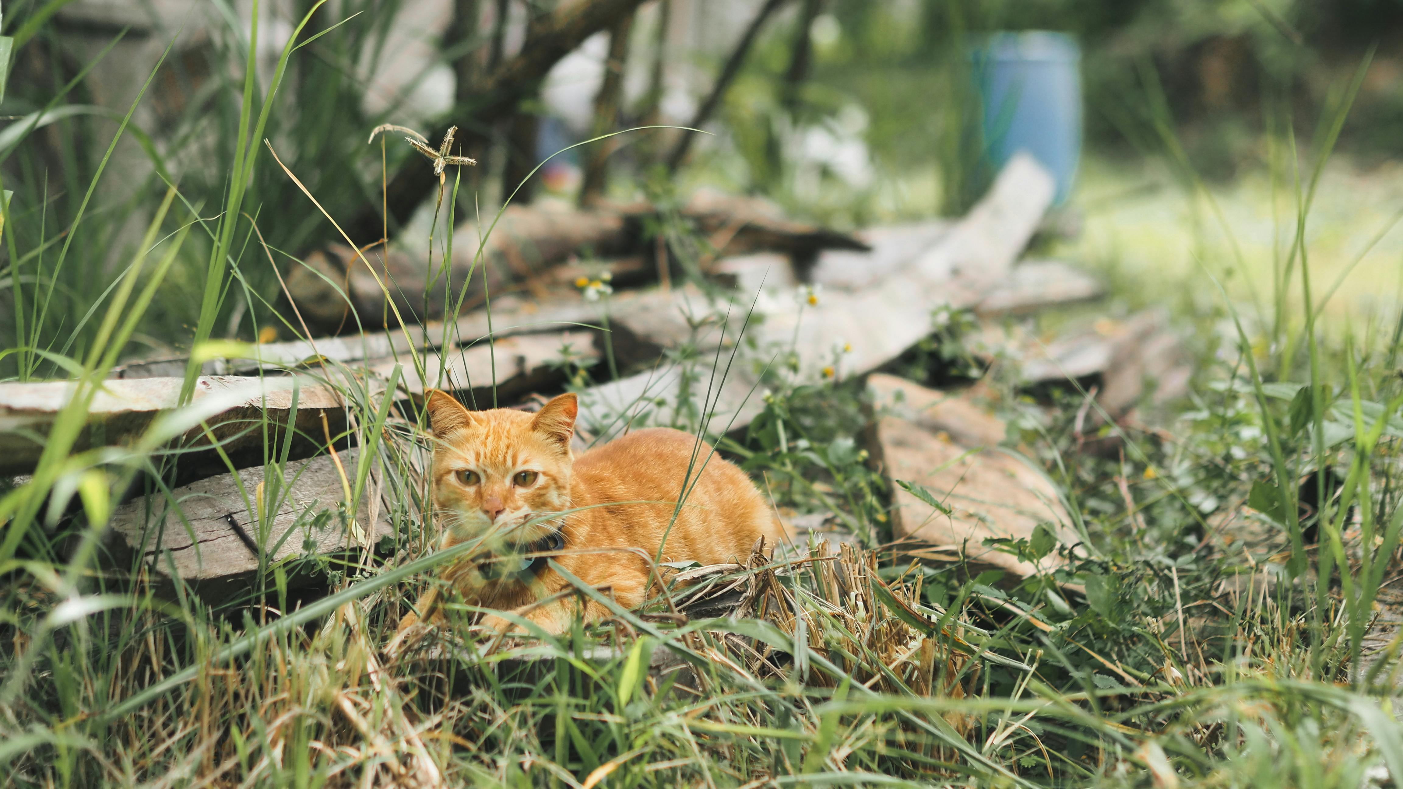 (E -Buch) Freie Energie06 Kostenlos-Strom-Fuer-Das-Ganze-Haus 3S