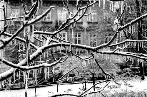 Free Black and white image of icy branches covered in icicles, captured in Lviv, Ukraine. Stock Photo
