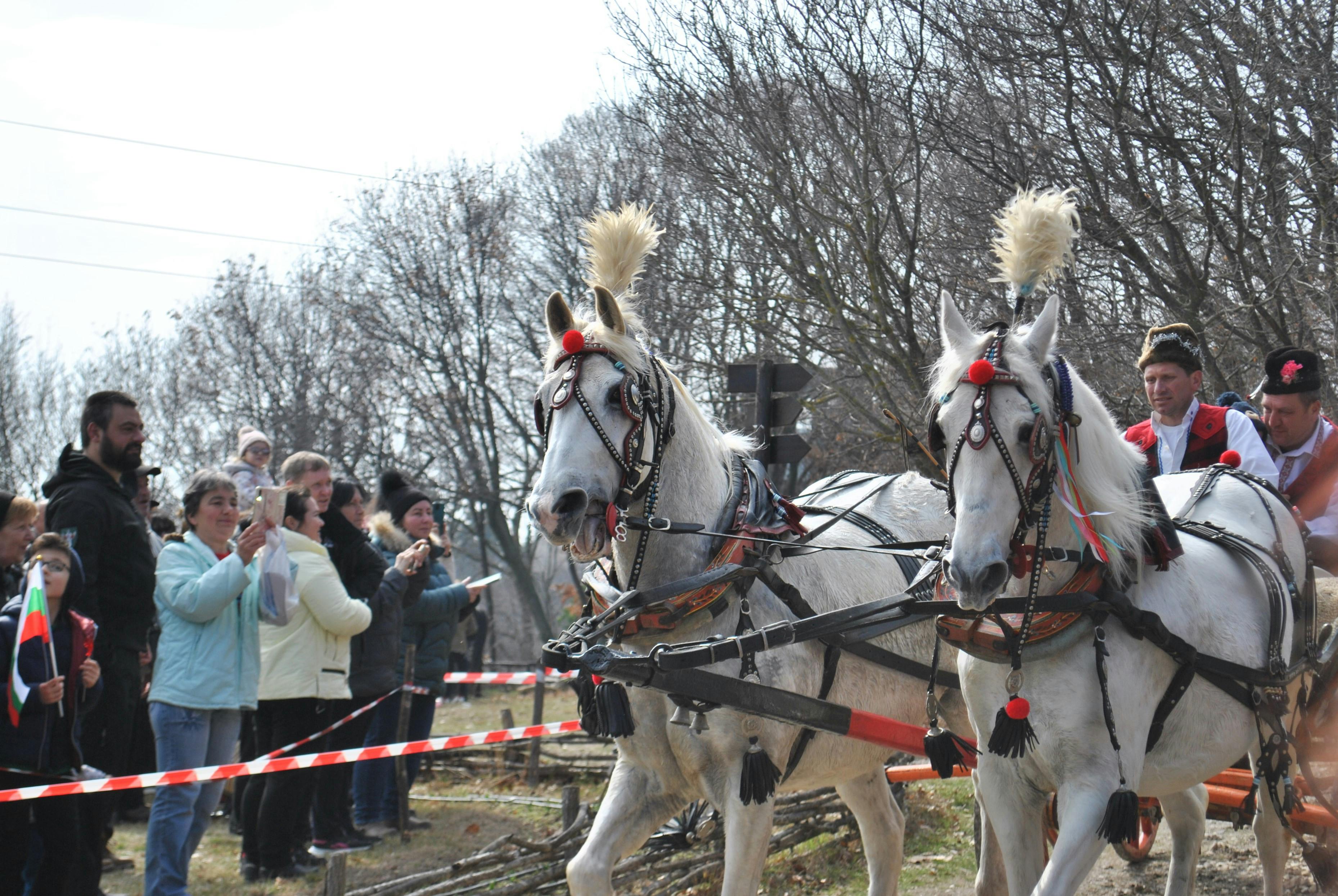 A lively parade scene featuring two decorated white horses pulling a carriage, observed by a cheerful crowd.