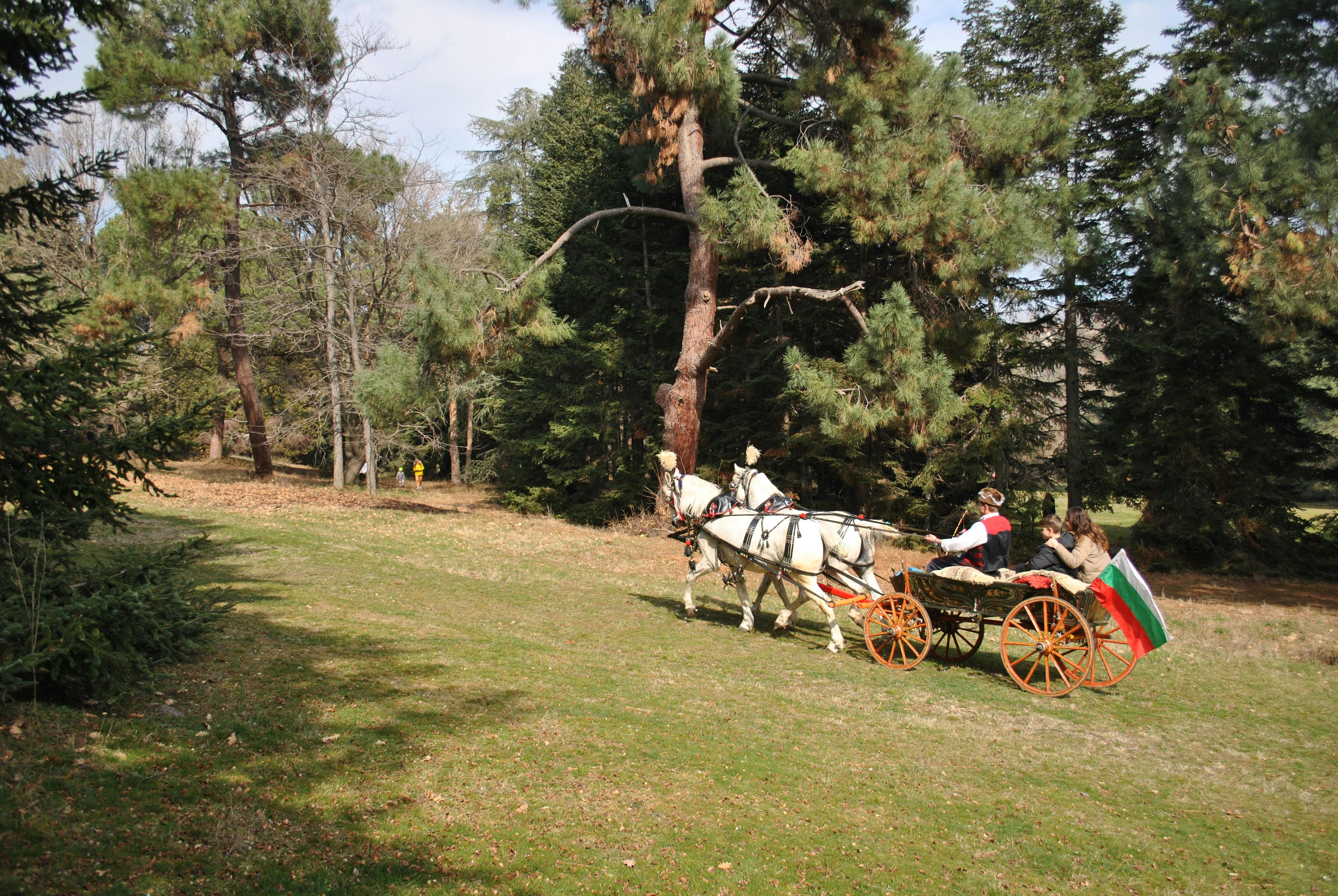 Charming horse-drawn carriage with passengers traveling through a serene forest trail.