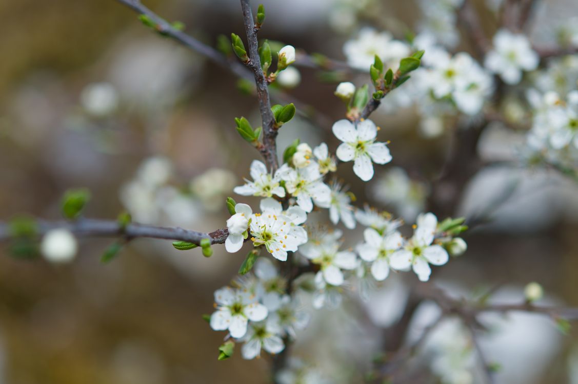Close-up of White Spring Blossoms on a Branch · Free Stock Photo