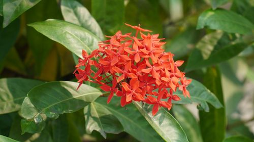 Free Close-up of a vibrant red Ixora flower cluster with lush green leaves in Jamshedpur, India. Stock Photo