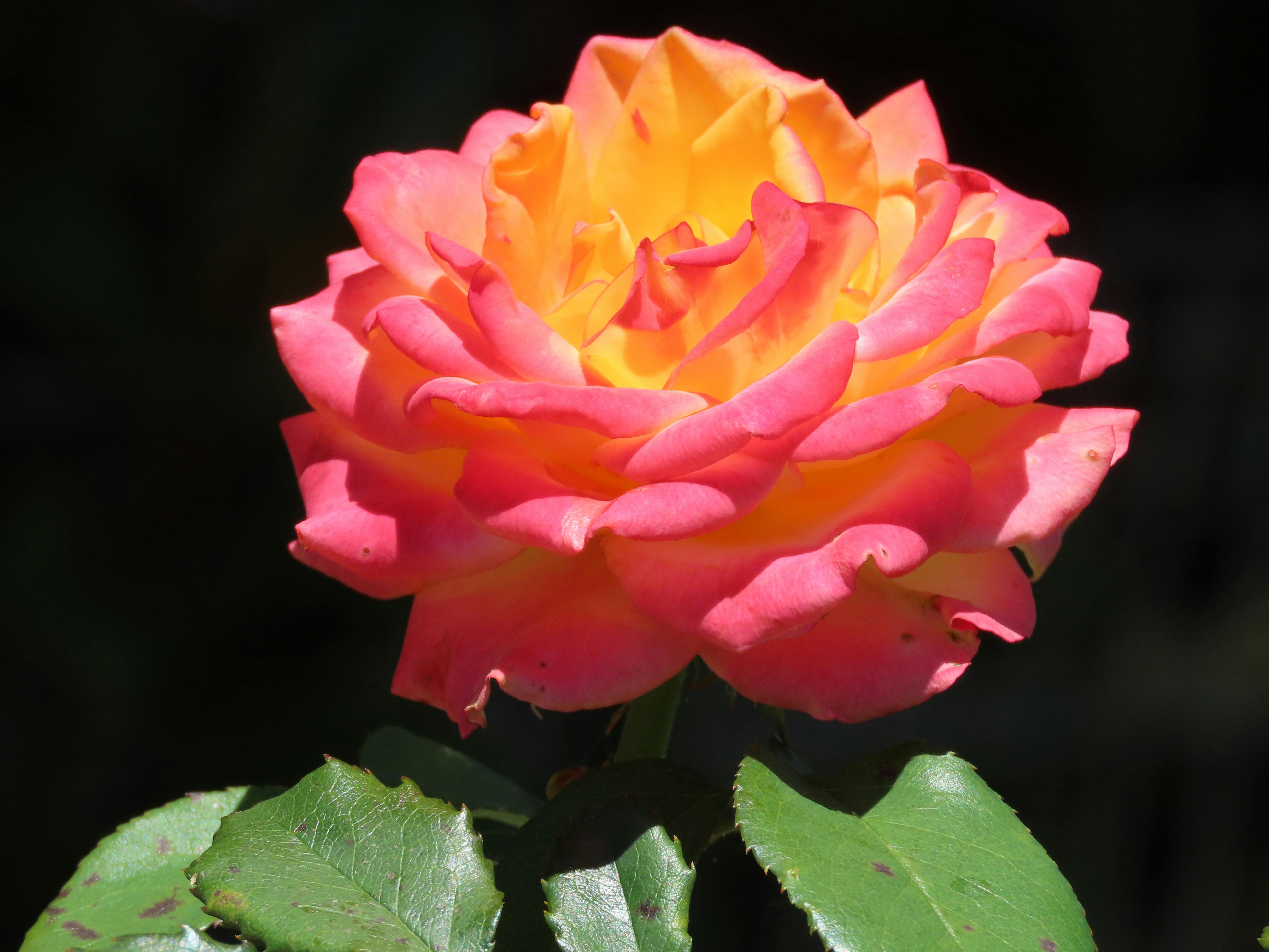 Illustration — signification des fleurs rose