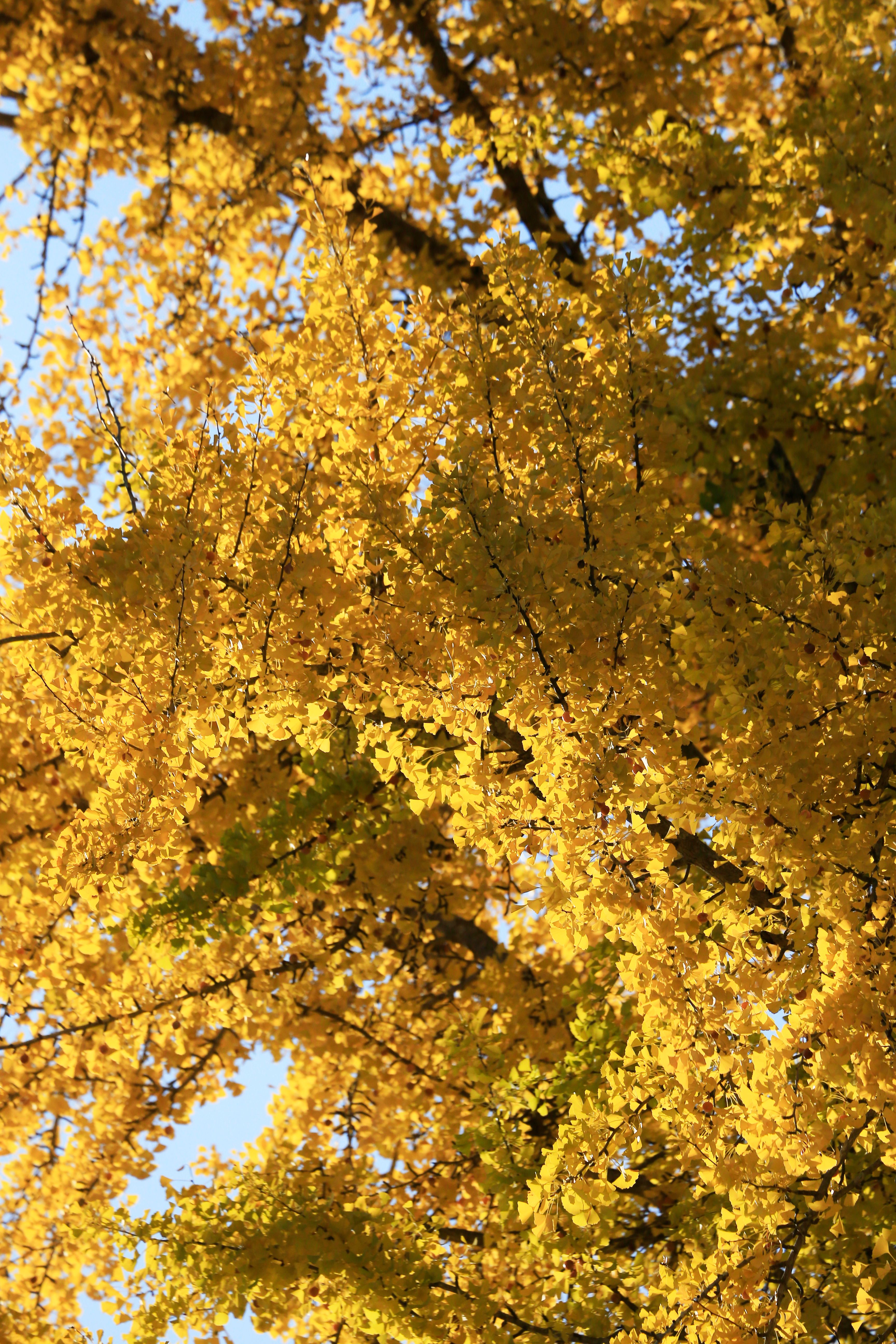 Bright yellow ginkgo leaves in autumn sunlight, showcasing seasonal beauty