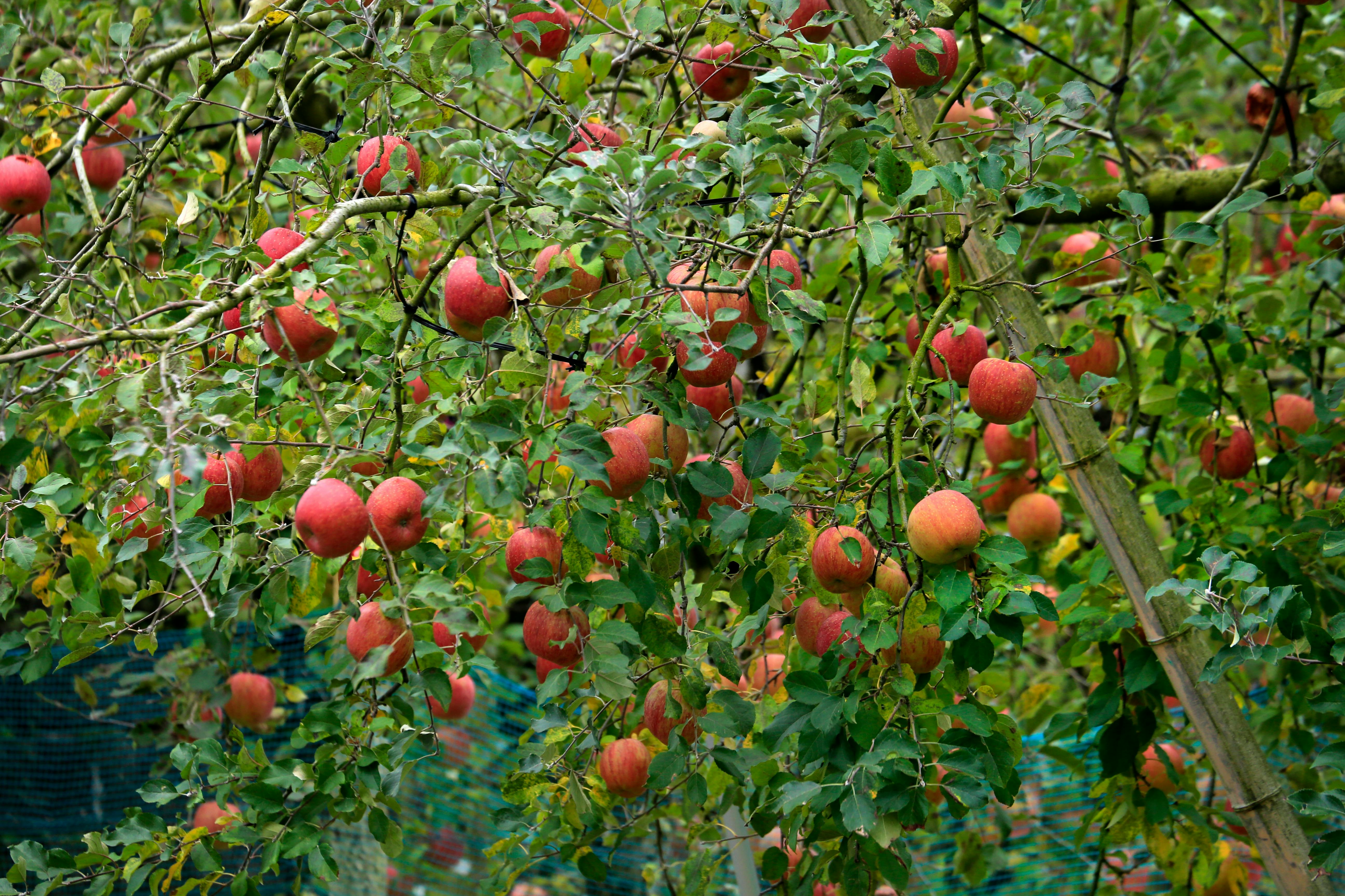 Tout savoir sur la taille en gobelet des arbres fruitiers