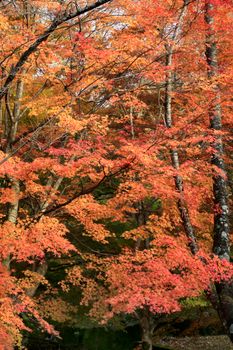 Colorful autumn leaves create a vibrant display in a serene forest setting.