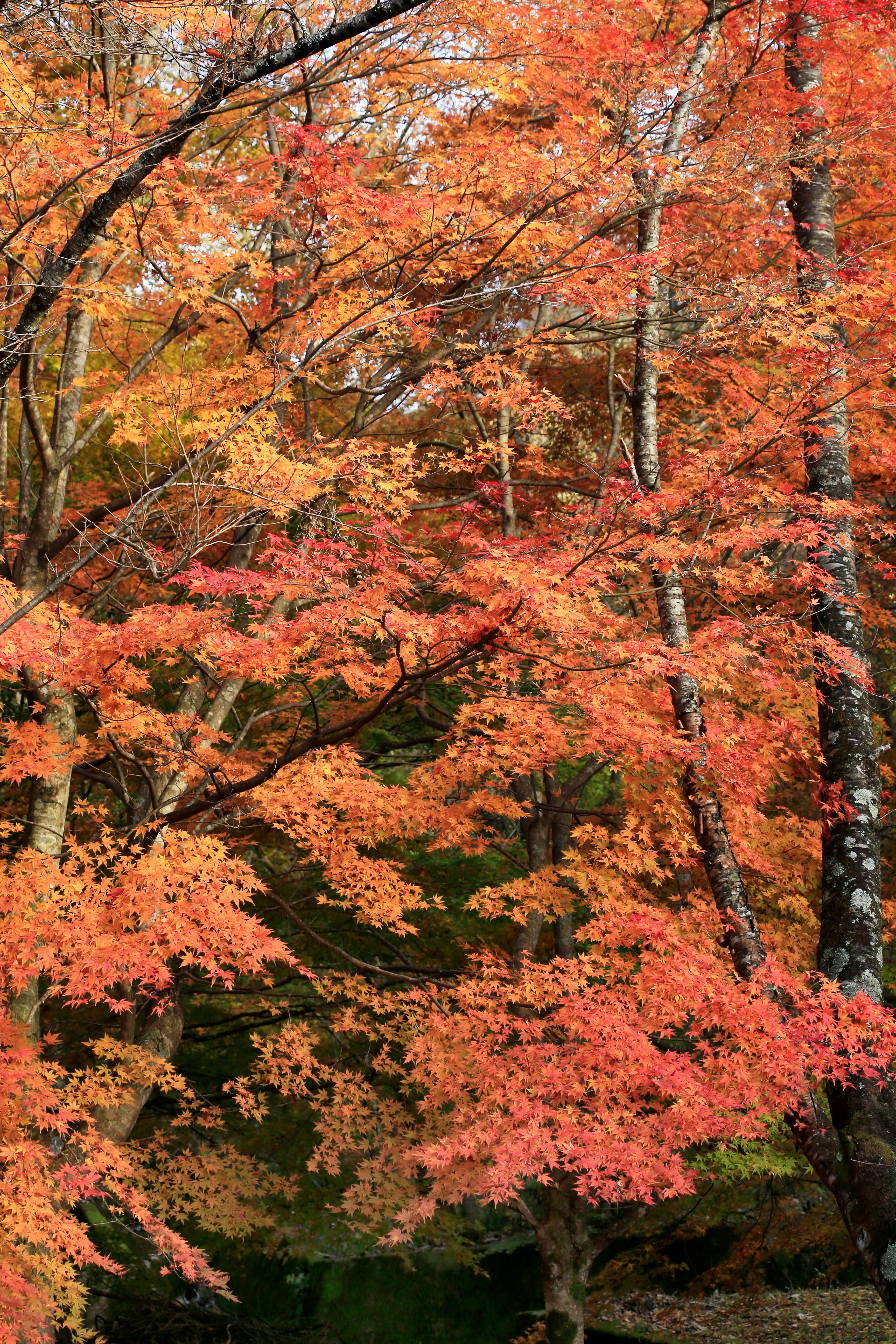 Vibrant Autumn Foliage in a Forest · Free Stock Photo