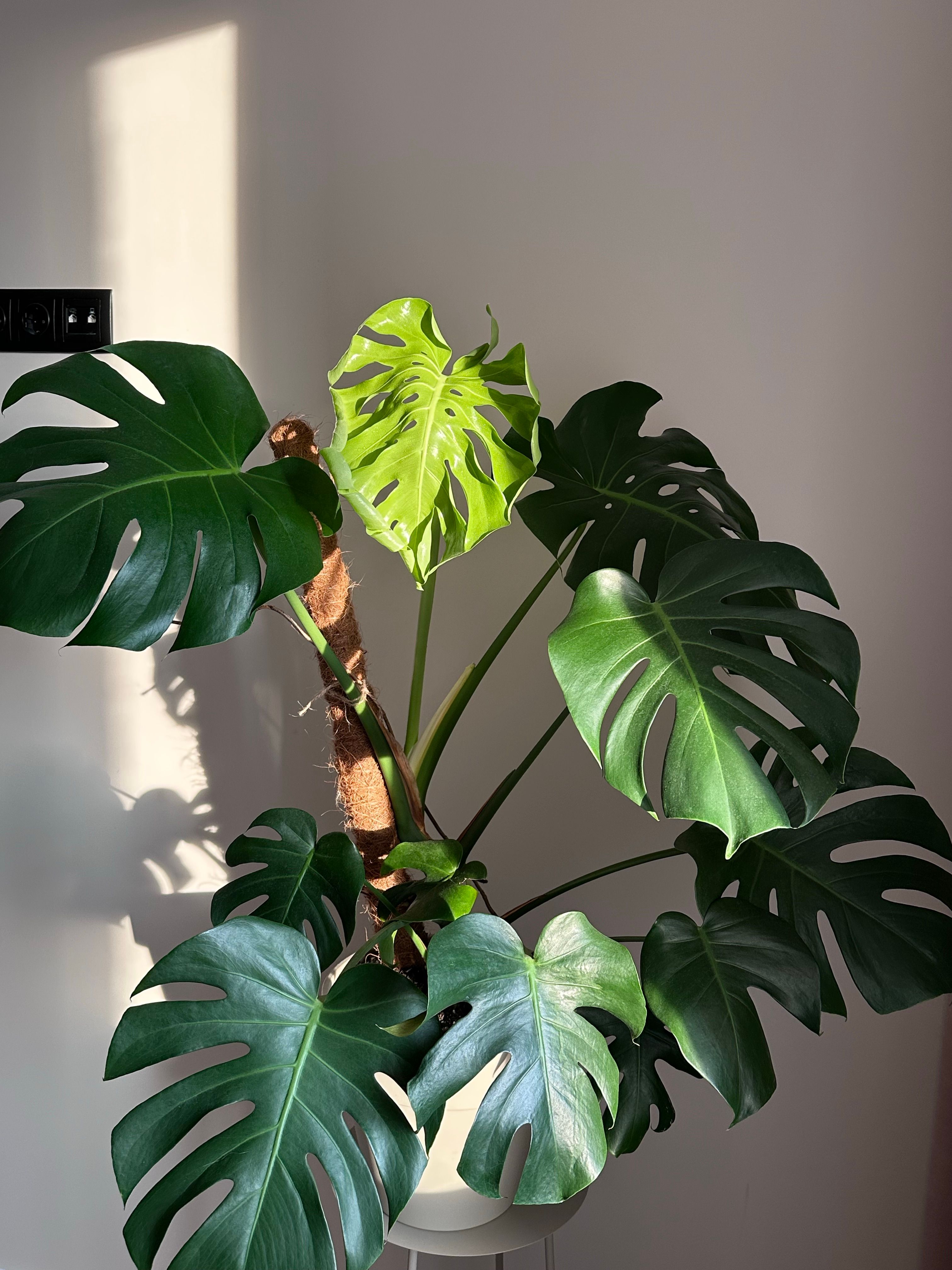 A vibrant monstera plant illuminated by natural light in a modern indoor space.