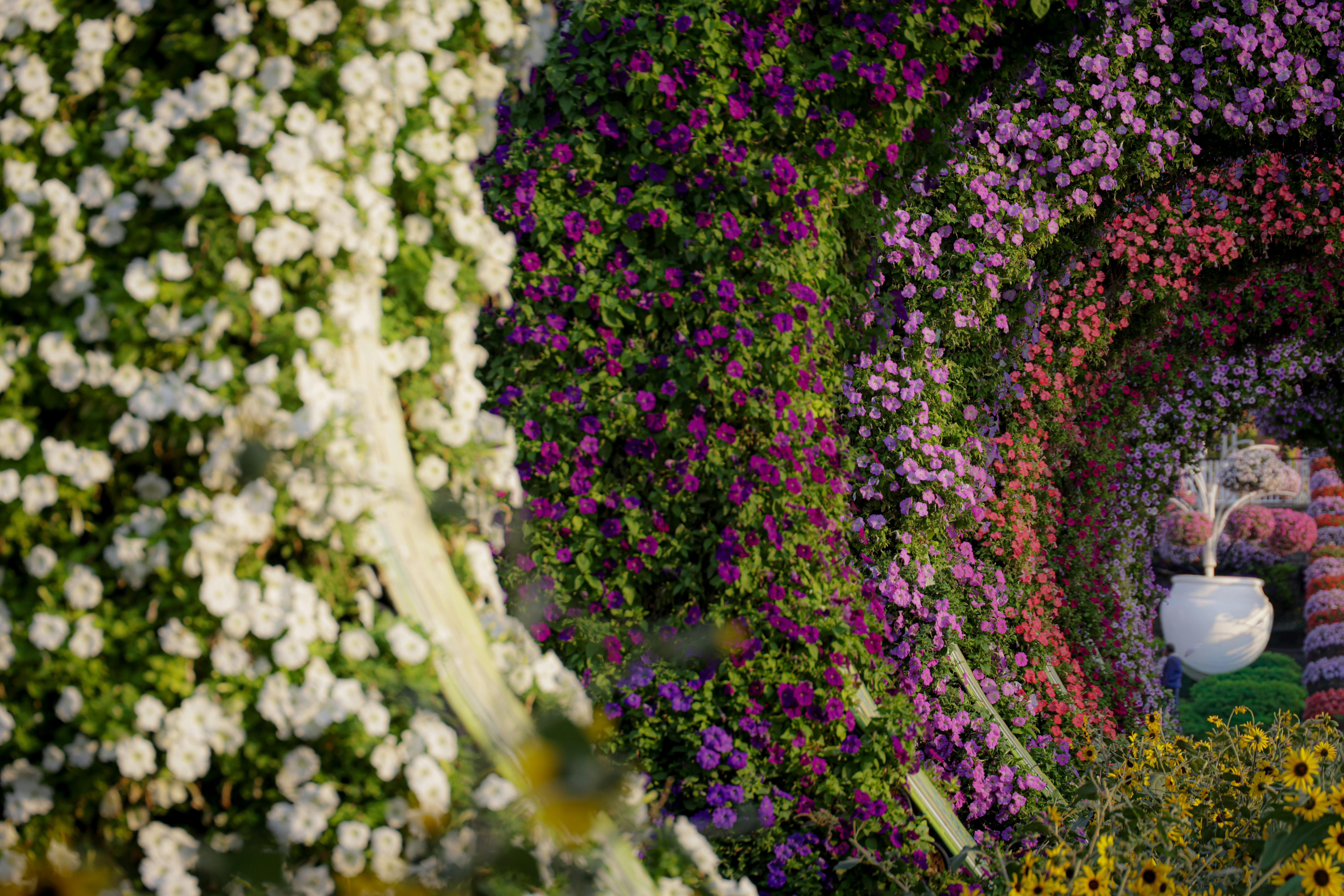 Explore a stunning display of colorful flower arches in a beautifully designed garden.