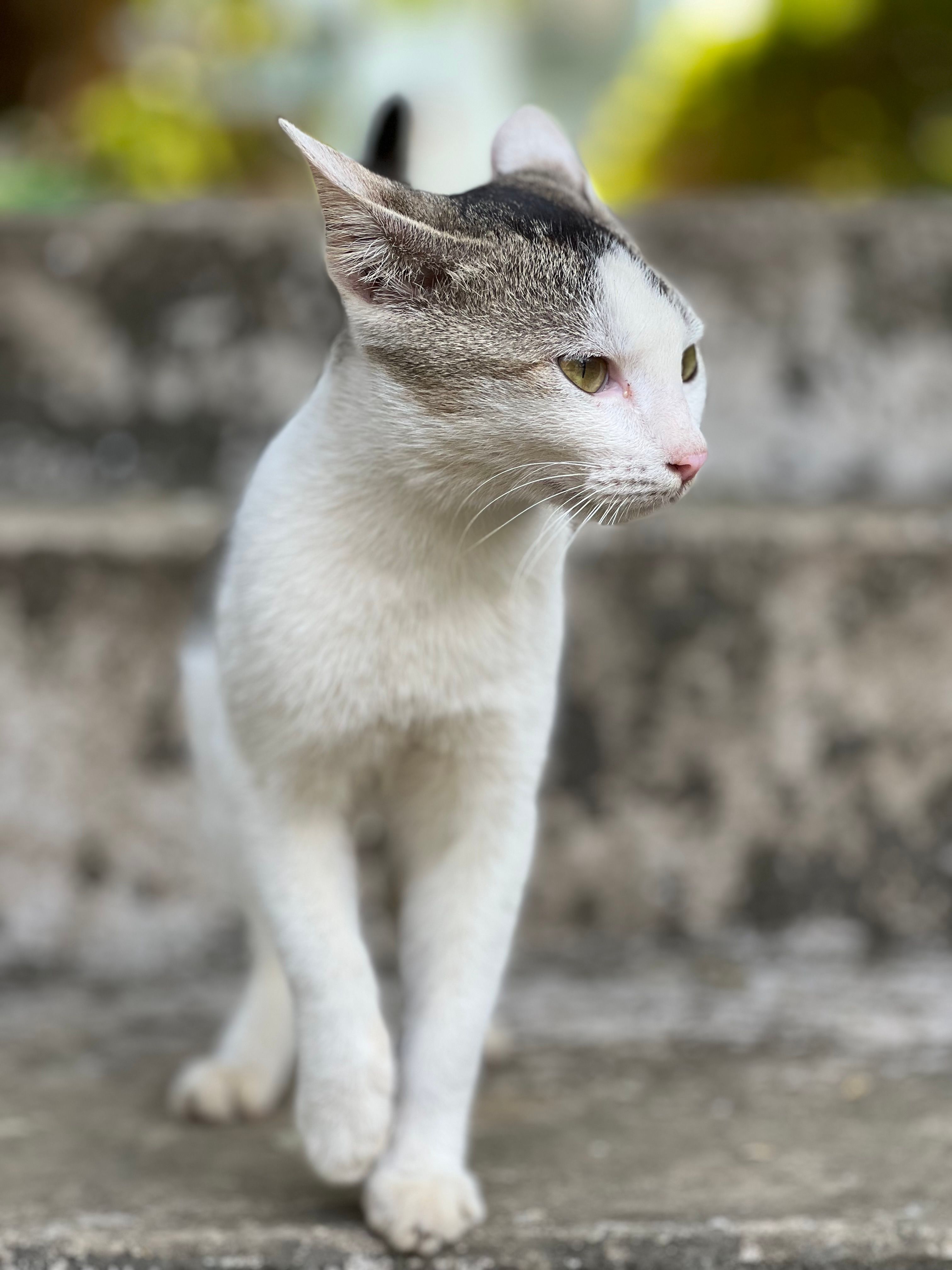 Smurf Cat Photos, Download The BEST Free Smurf Cat Stock Photos & HD Images