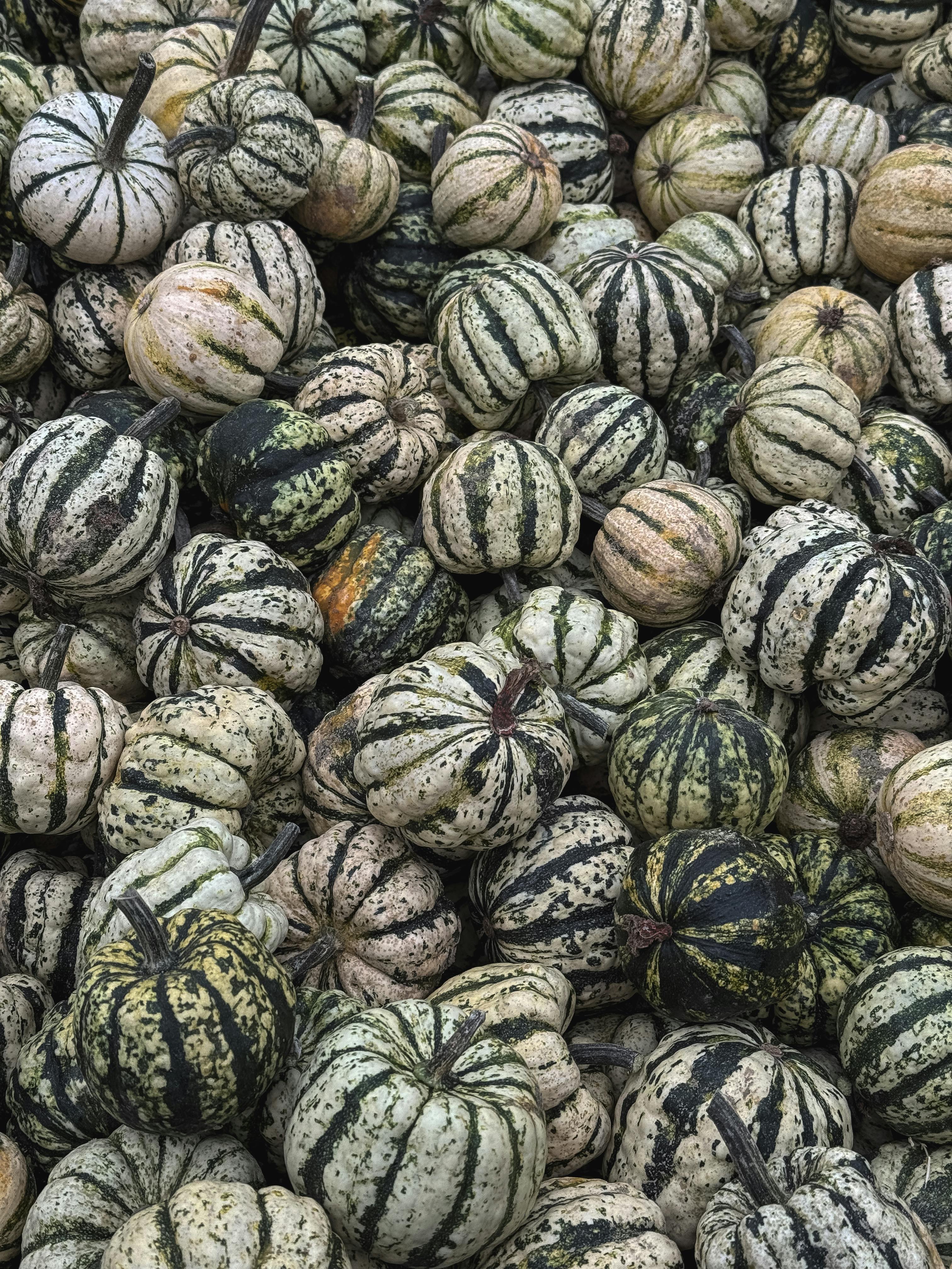 Abundant collection of striped pumpkins during fall harvest in Beelitz, Brandenburg, Germany.