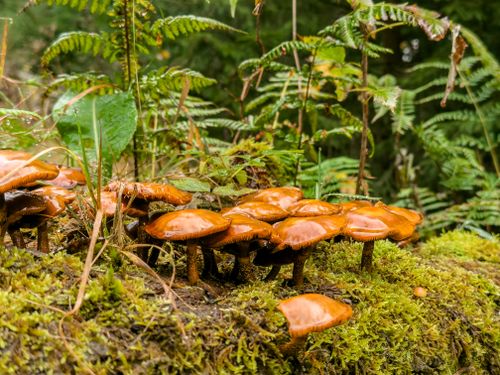 Free A vibrant cluster of mushrooms growing on a mossy forest floor in Fichtelberg, Germany. Stock Photo