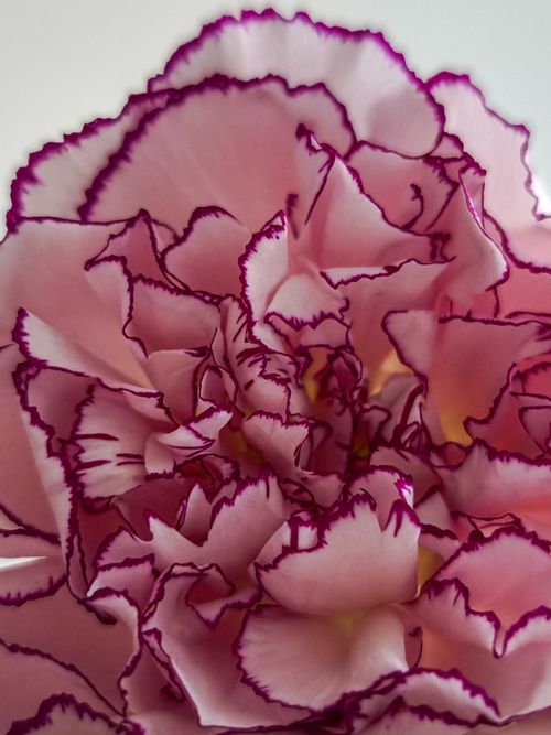 Free Detailed macro shot of a pink carnation with purple edges, showcasing vibrant textures. Stock Photo