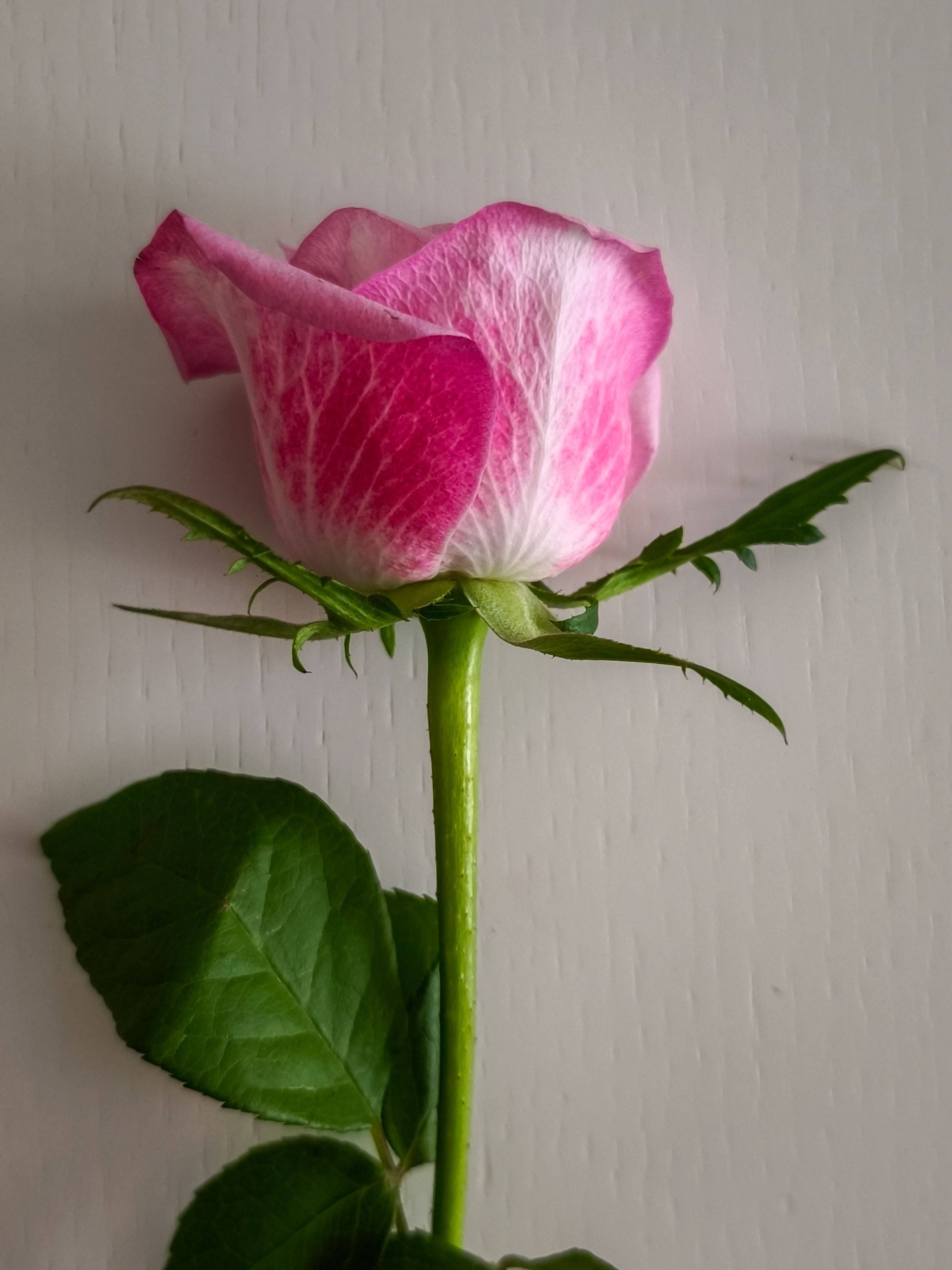 Close-up of Pink Rose with Green Leaves · Free Stock Photo