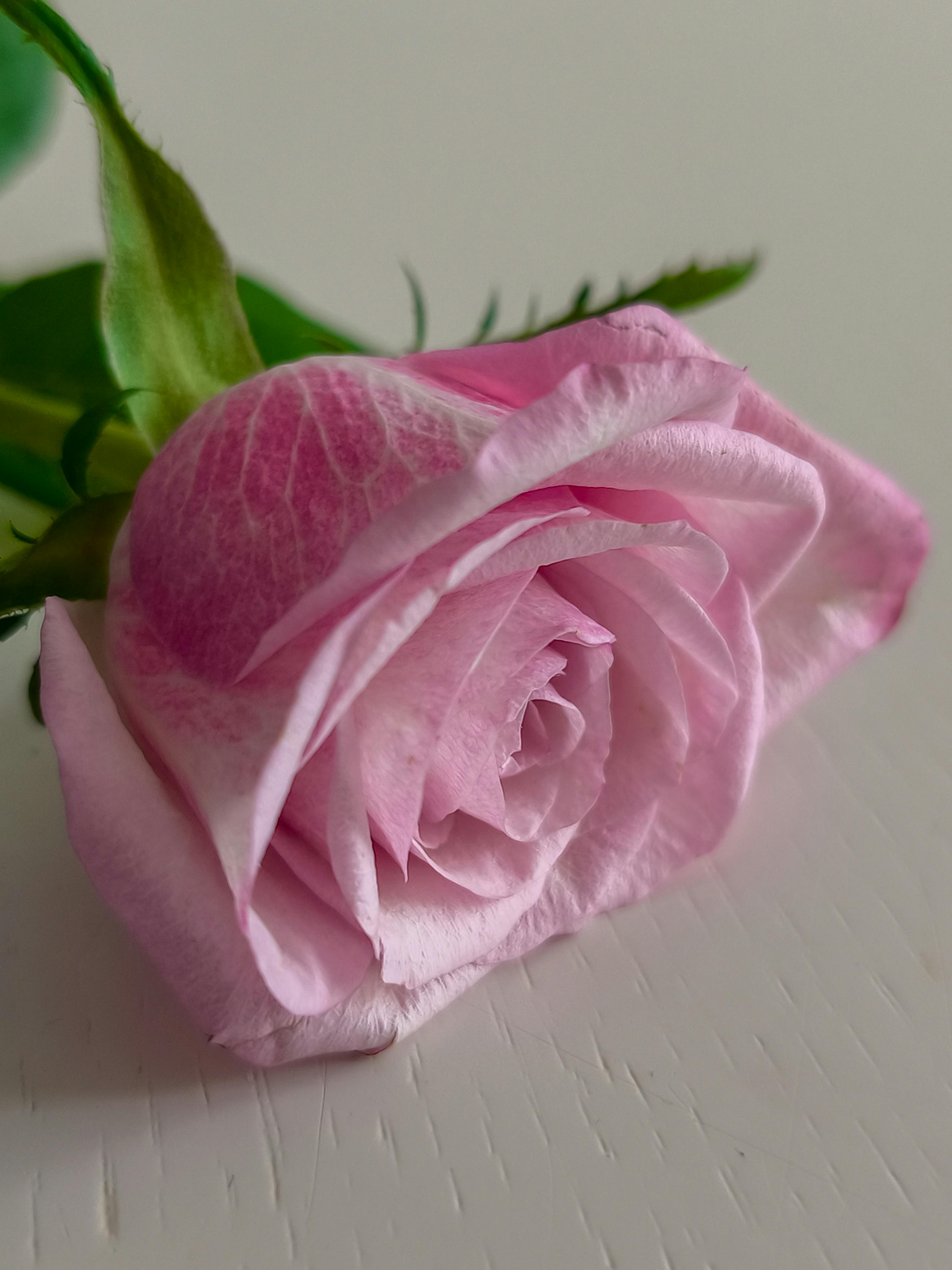 Close-up shot of a delicate pink rose on a white background. Perfect for romance and celebration themes.