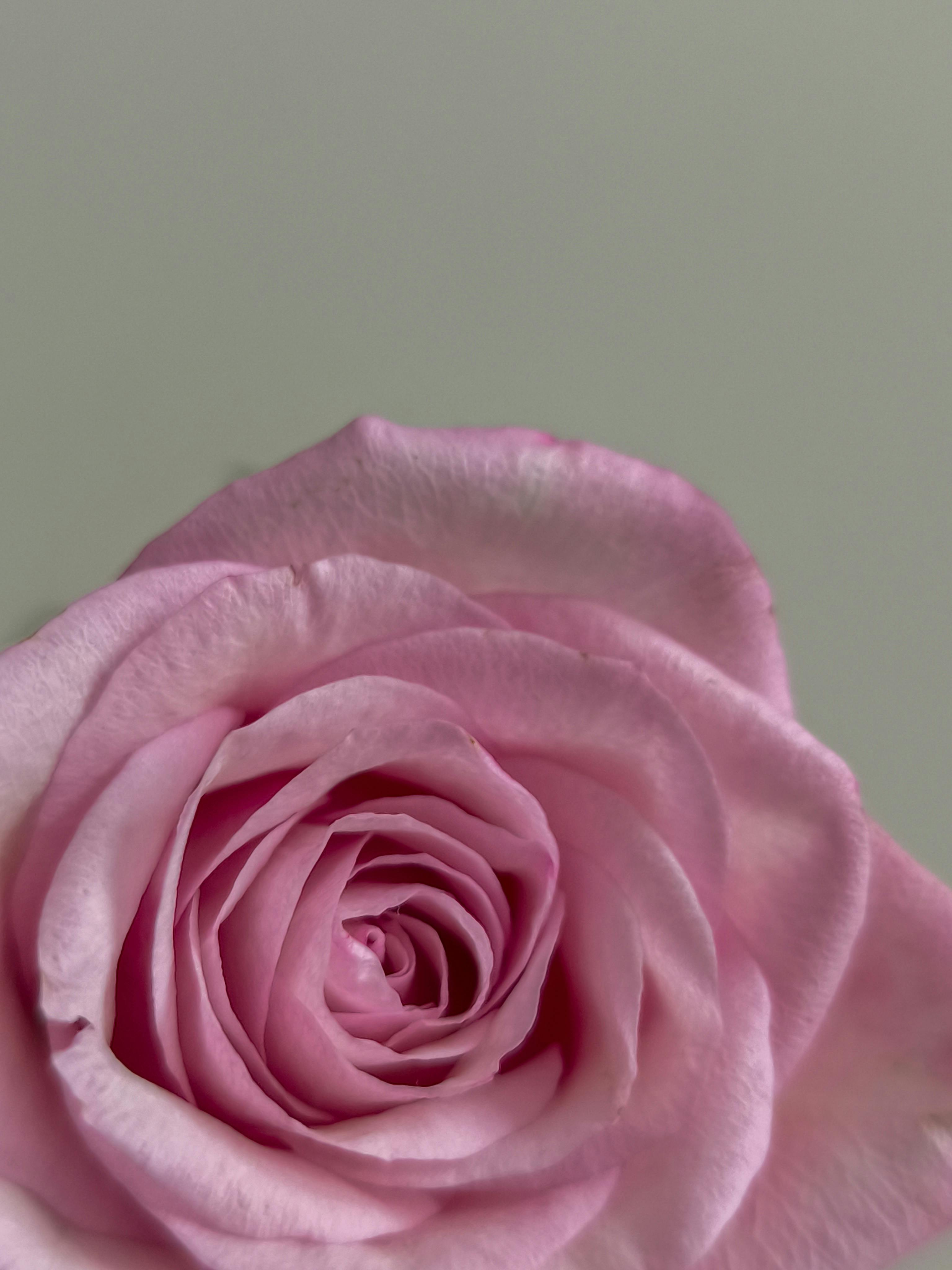 A delicate pink rose captured in close-up with a soft gray background, ideal for romantic themes.