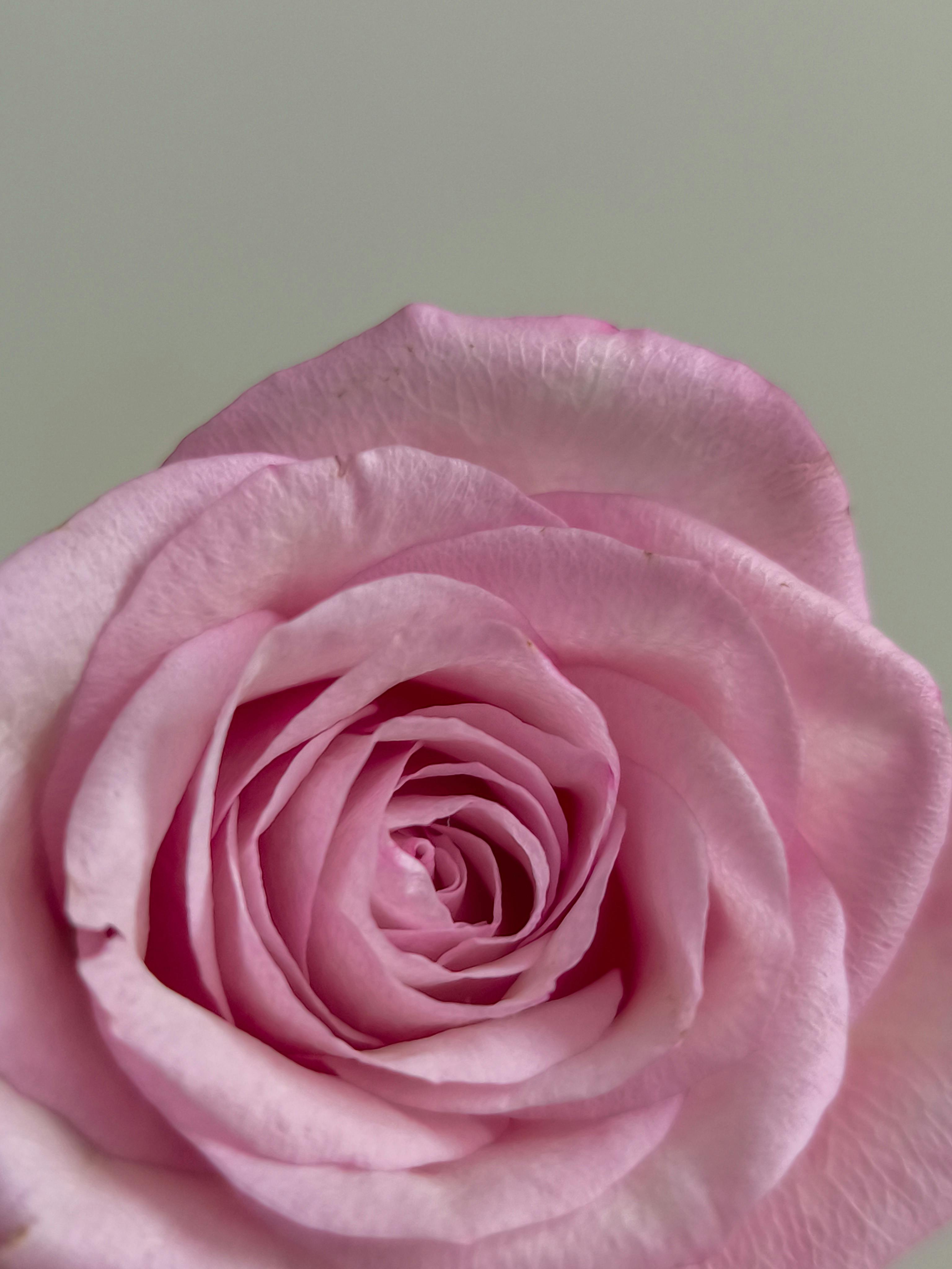 Detailed close-up of a blooming pink rose, showcasing delicate petals and natural beauty.