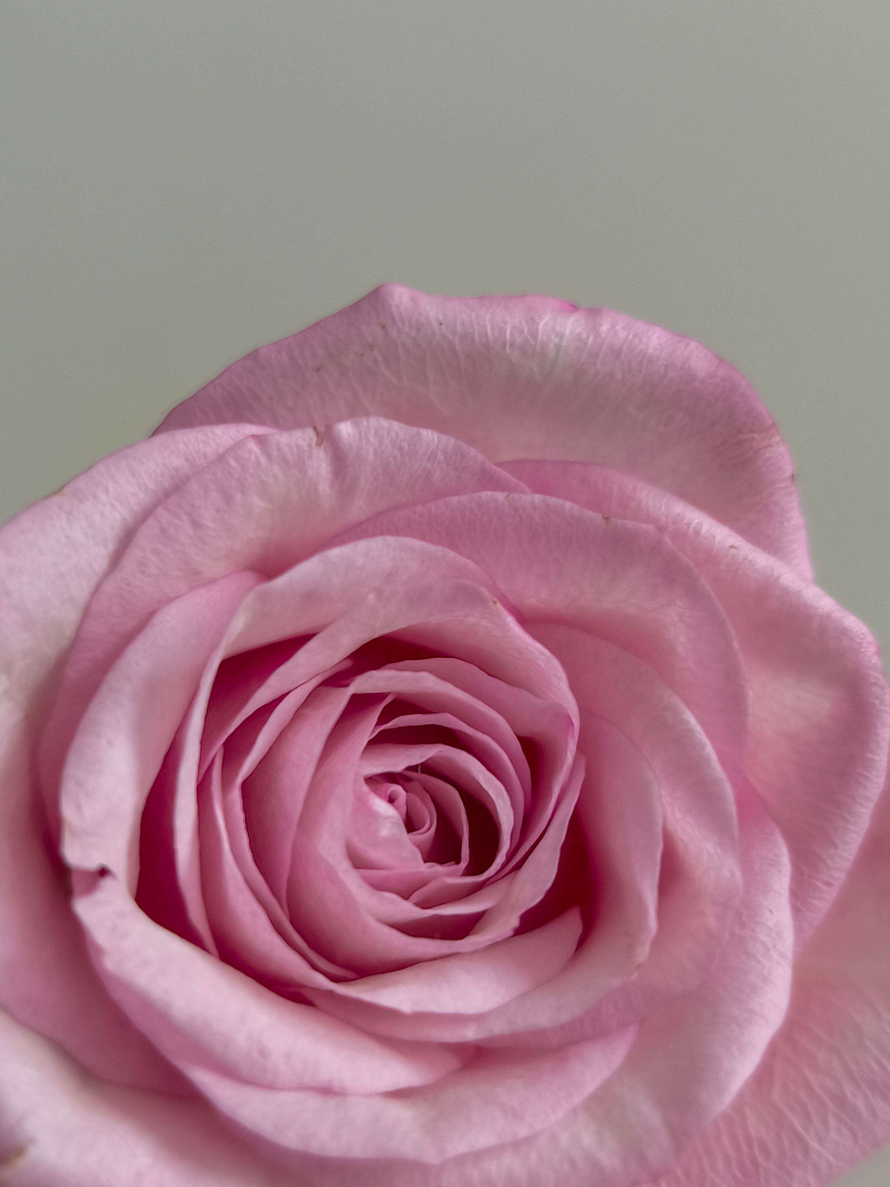 Close-up of a Pink Rose in Full Bloom · Free Stock Photo