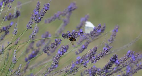 Free A bumblebee pollinates vibrant lavender flowers in a summer field. Stock Photo