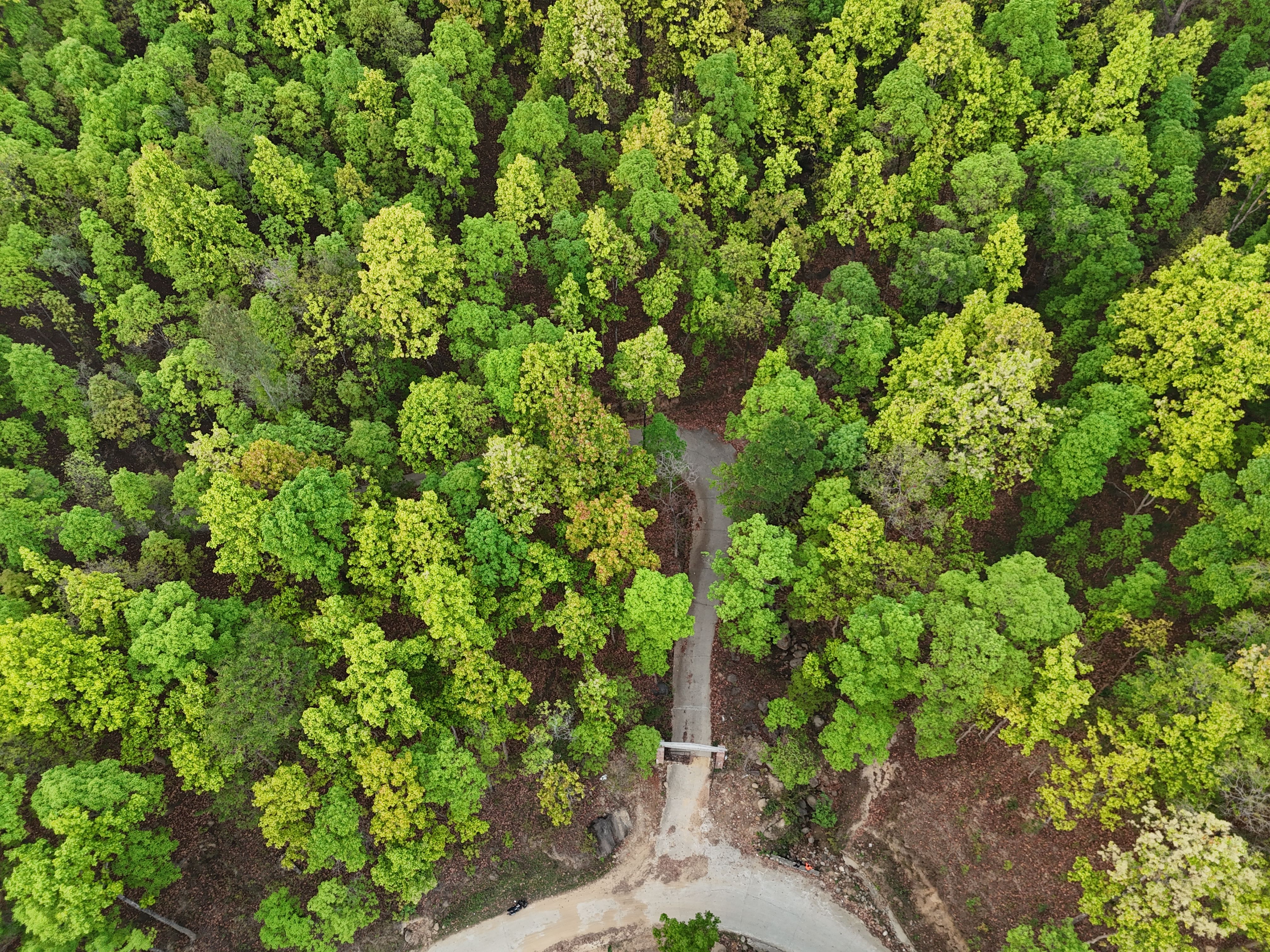 Aerial View of Lush Green Forest with Pathway · Free Stock Photo