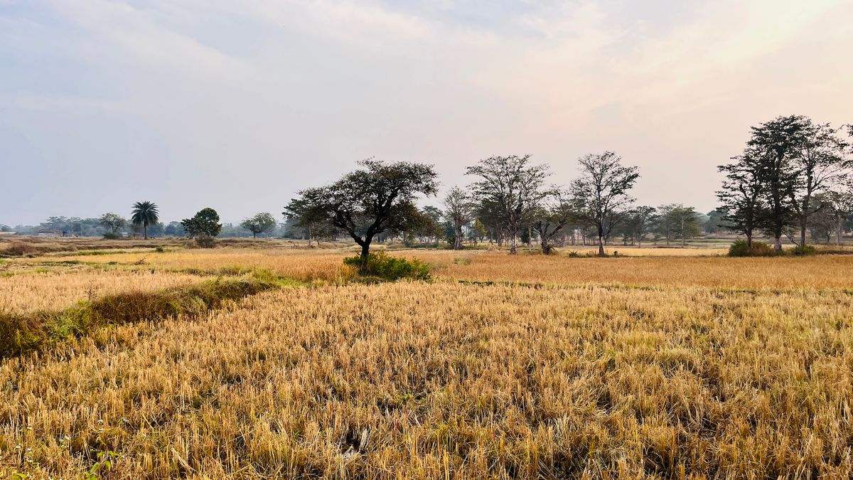Tranquil rural Jharkhand landscape with green fields and trees, reflecting Gumla's agricultural district character