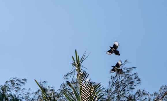 Pair of birds soaring above tree tops on a bright, clear day, symbolizing freedom and nature.