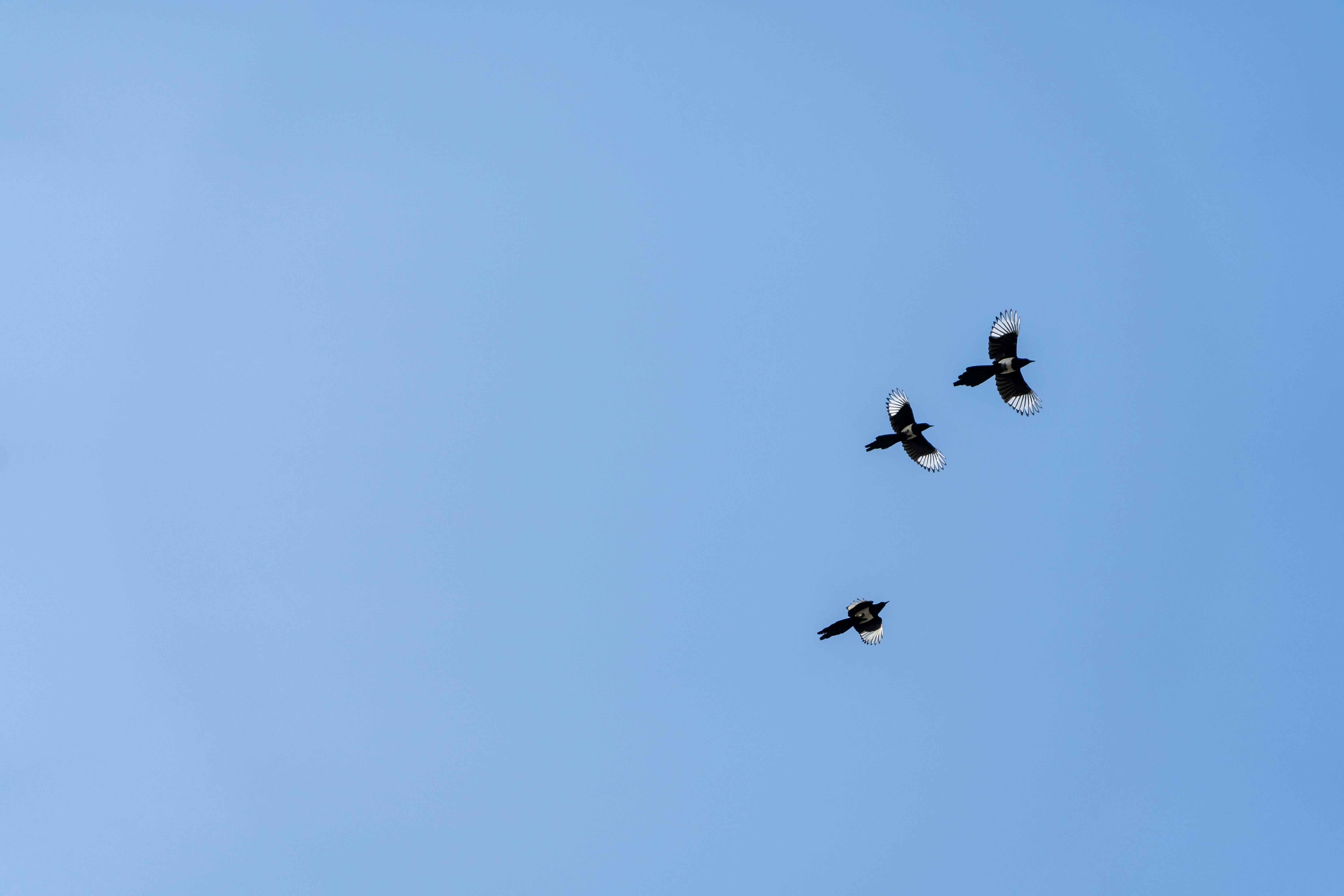 Nature Walk In A Serene Forest With Tall Trees And A Clear Blue Sky