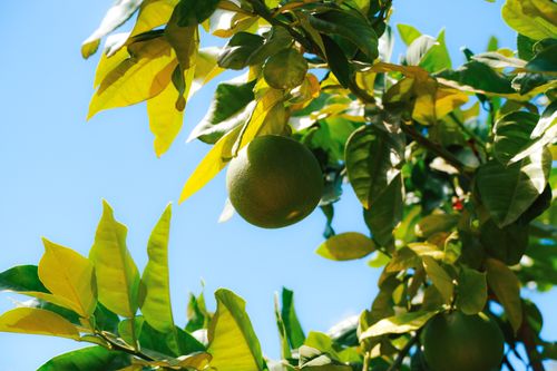 Free Captivating image of a citrus fruit hanging from a lush tree against a clear blue sky. Stock Photo