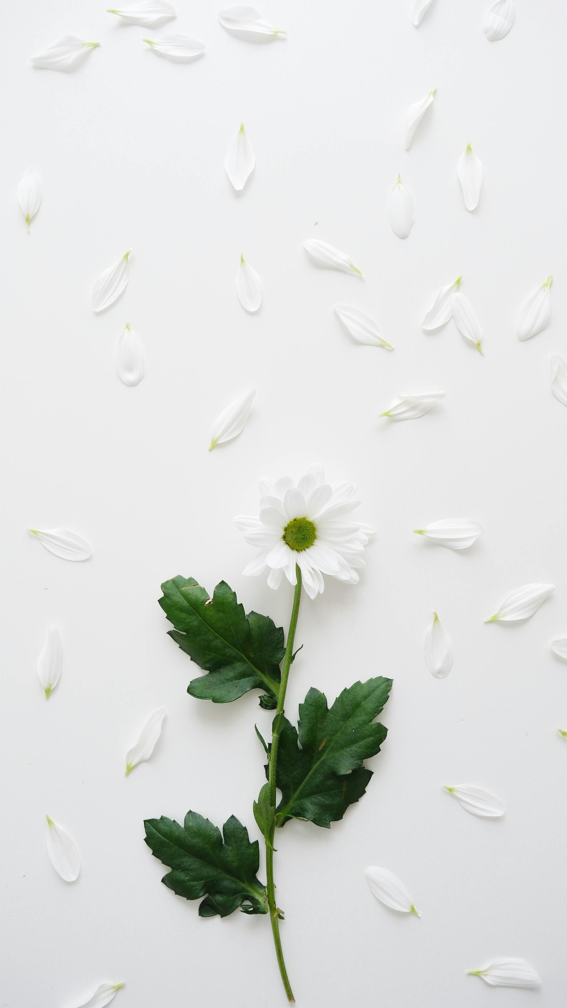 Minimalist image of a white daisy with scattered petals on a white background, representing simplicity and elegance.