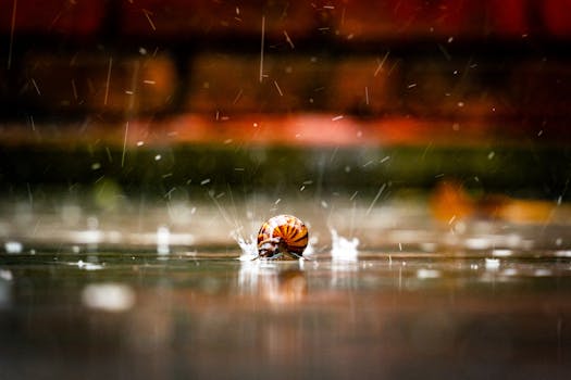 Artistic close-up of a snail shell in the rain with a soft focus background.