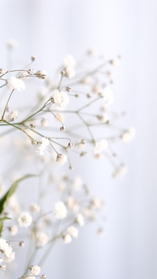 Free Close-up of delicate Gypsophila flowers with soft focus and light background, creating a serene and calming atmosphere. Stock Photo