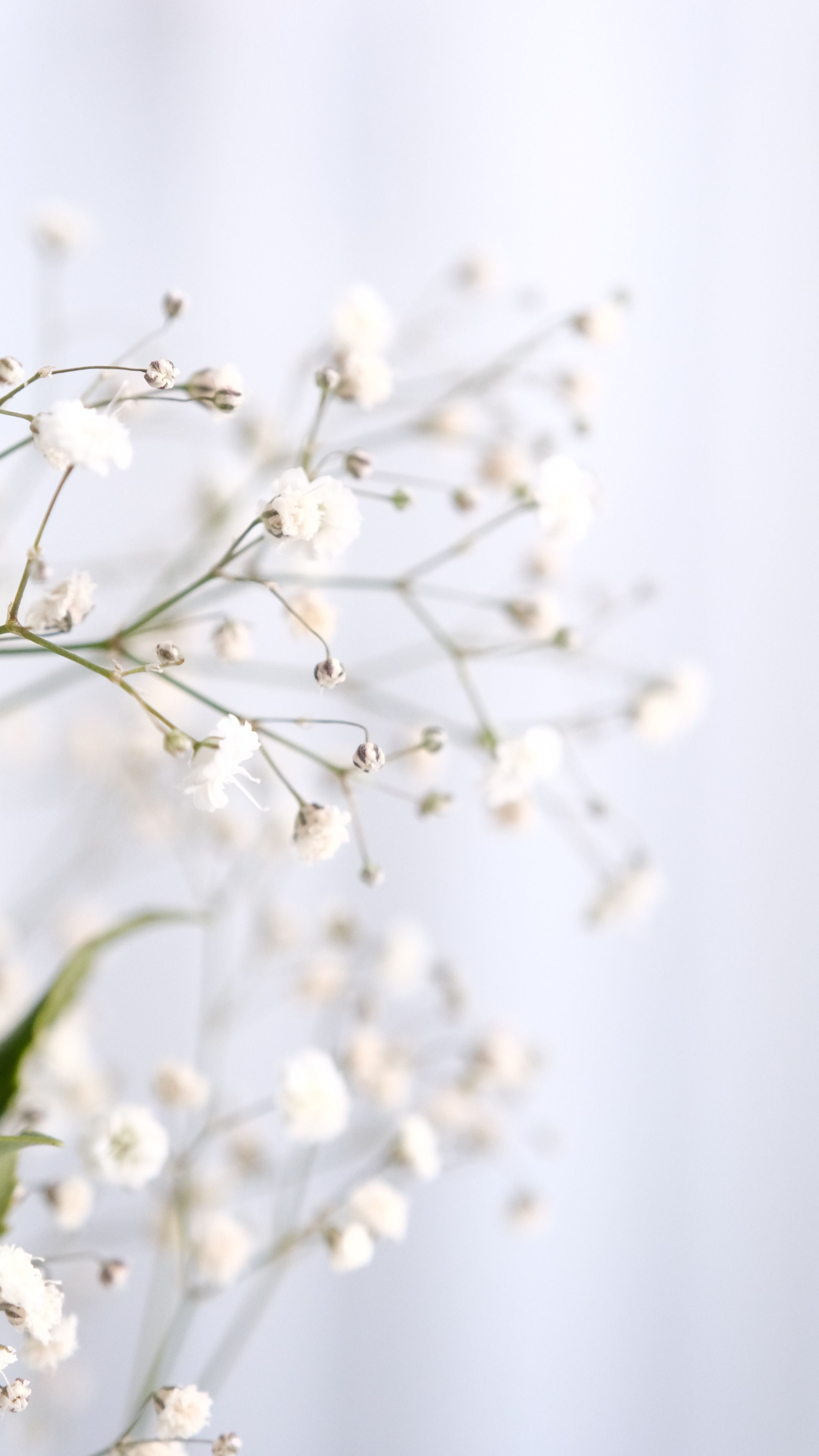 Gratis Nærbilde av delikate Gypsophila-blomster med mykt fokus og lys bakgrunn, som skaper en rolig og beroligende atmosfære. Arkivbilde