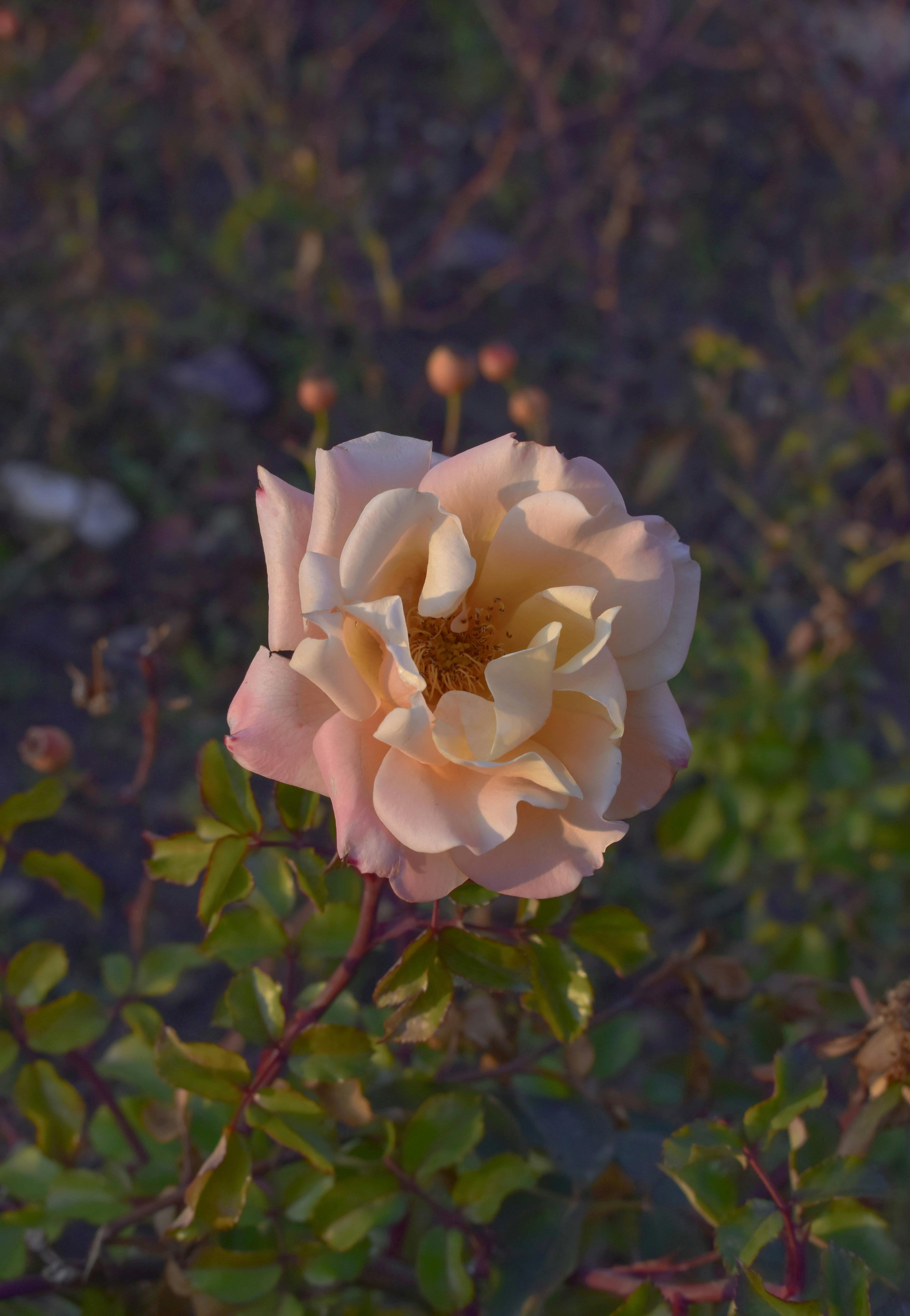 A beautiful pale peach rose blooming in an outdoor garden, captured during daylight.