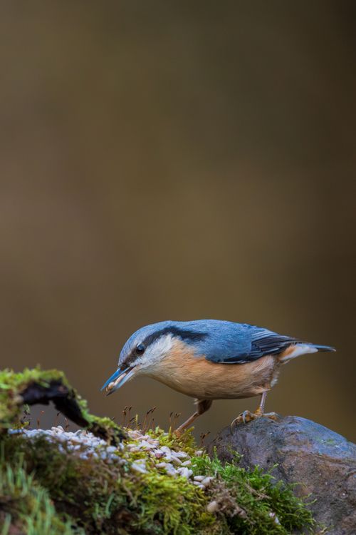 Free Close-up of a Eurasian Nuthatch perched on a mossy rock, showcasing natural habitat. Stock Photo