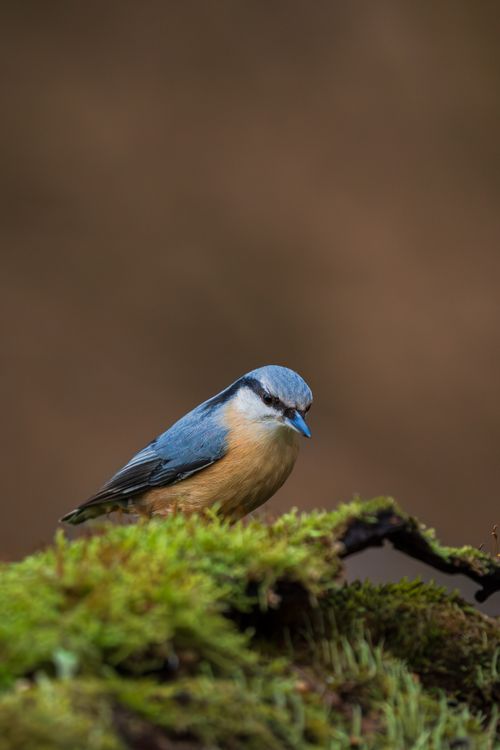 Free Close-up of Eurasian Nuthatch on a mossy branch with blurred background, showcasing natural beauty. Stock Photo