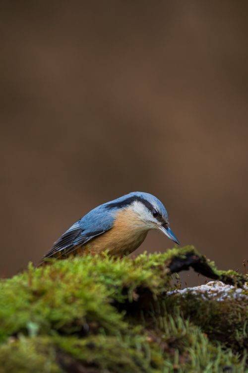 Free Detailed view of an Eurasian nuthatch perched on a moss-covered log, displaying vibrant plumage. Stock Photo