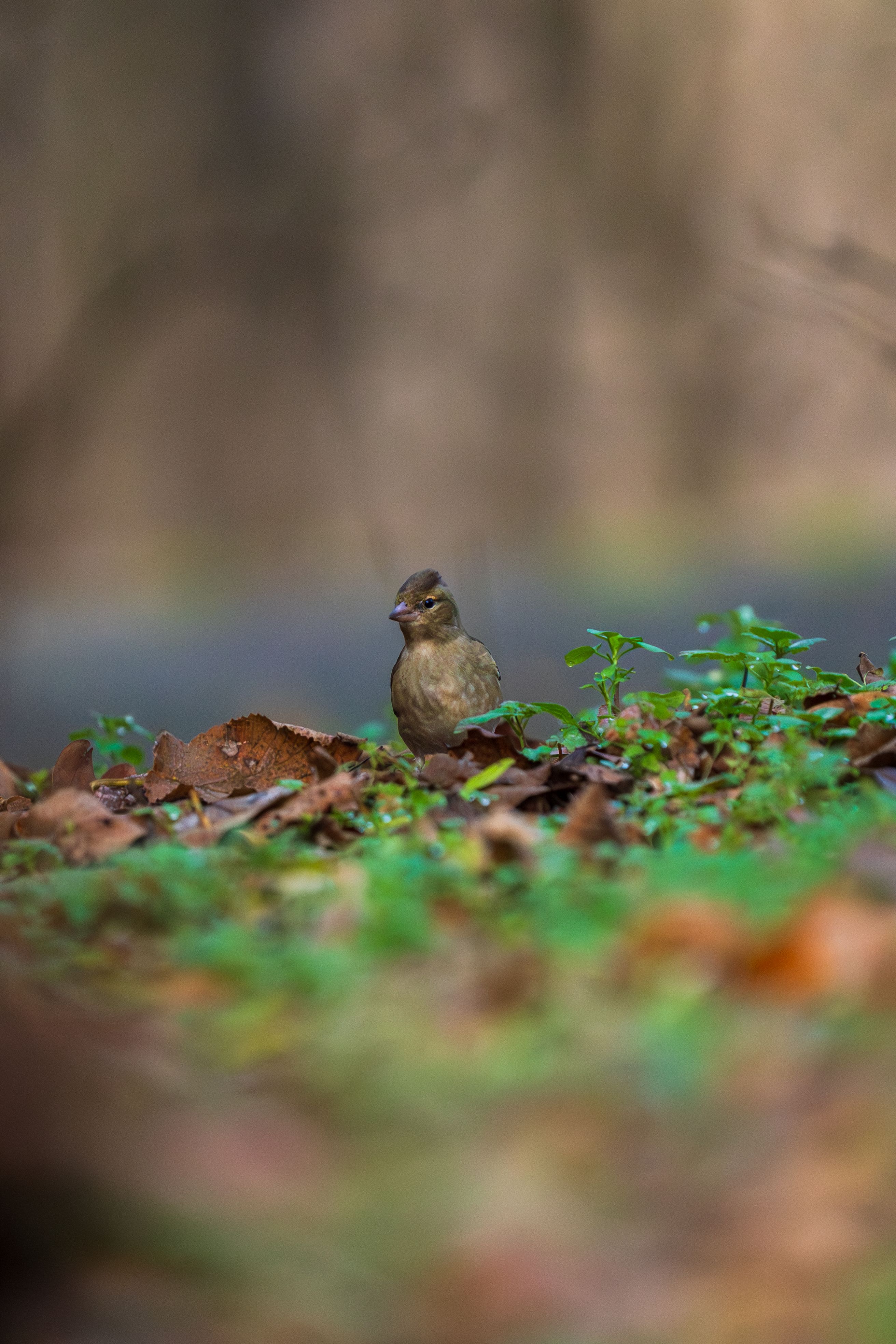 A small brown bird perched among fallen leaves and fresh greenery in a forest setting.