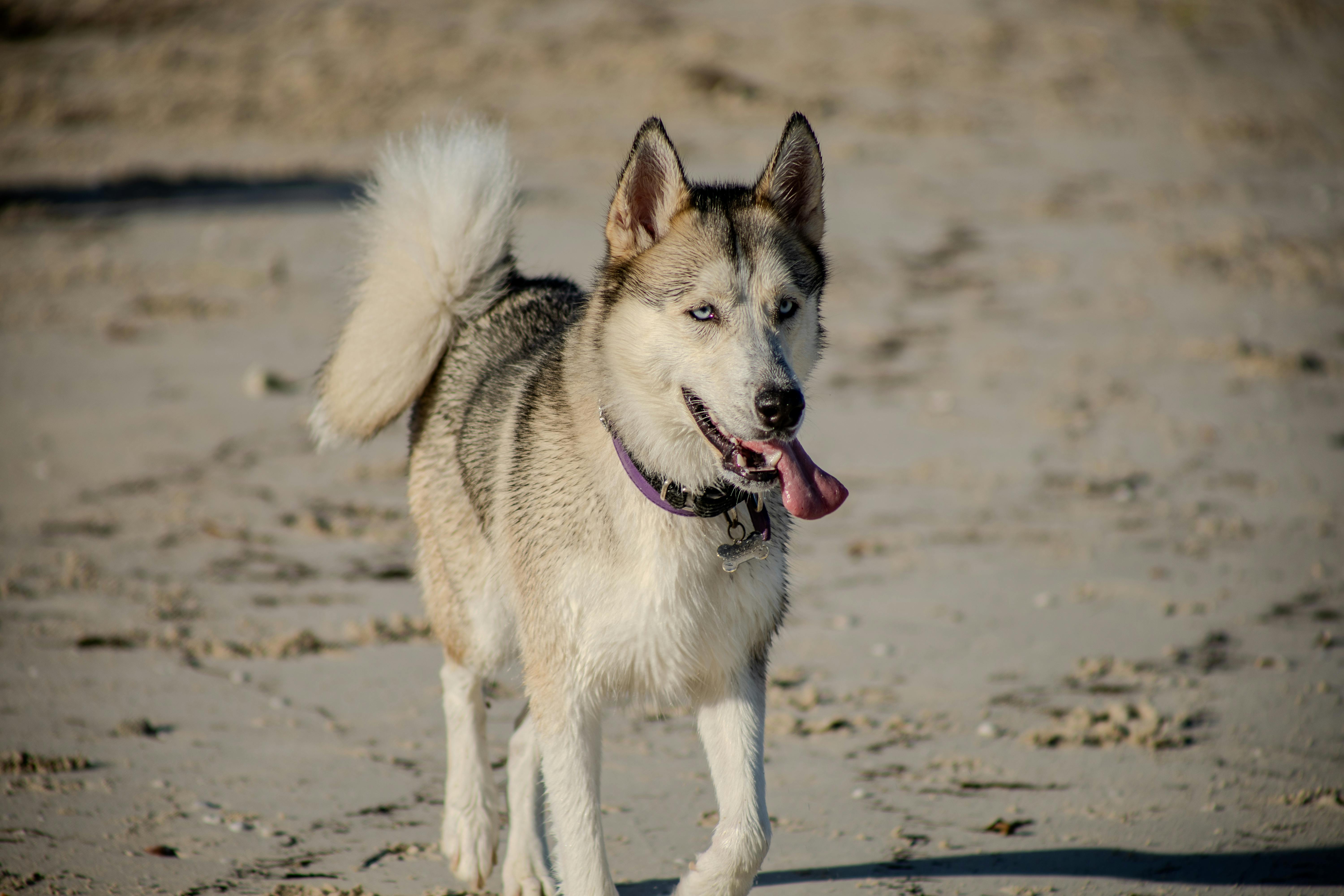 A joyful Siberian Husky with blue eyes runs on Progreso beach under a clear sky.