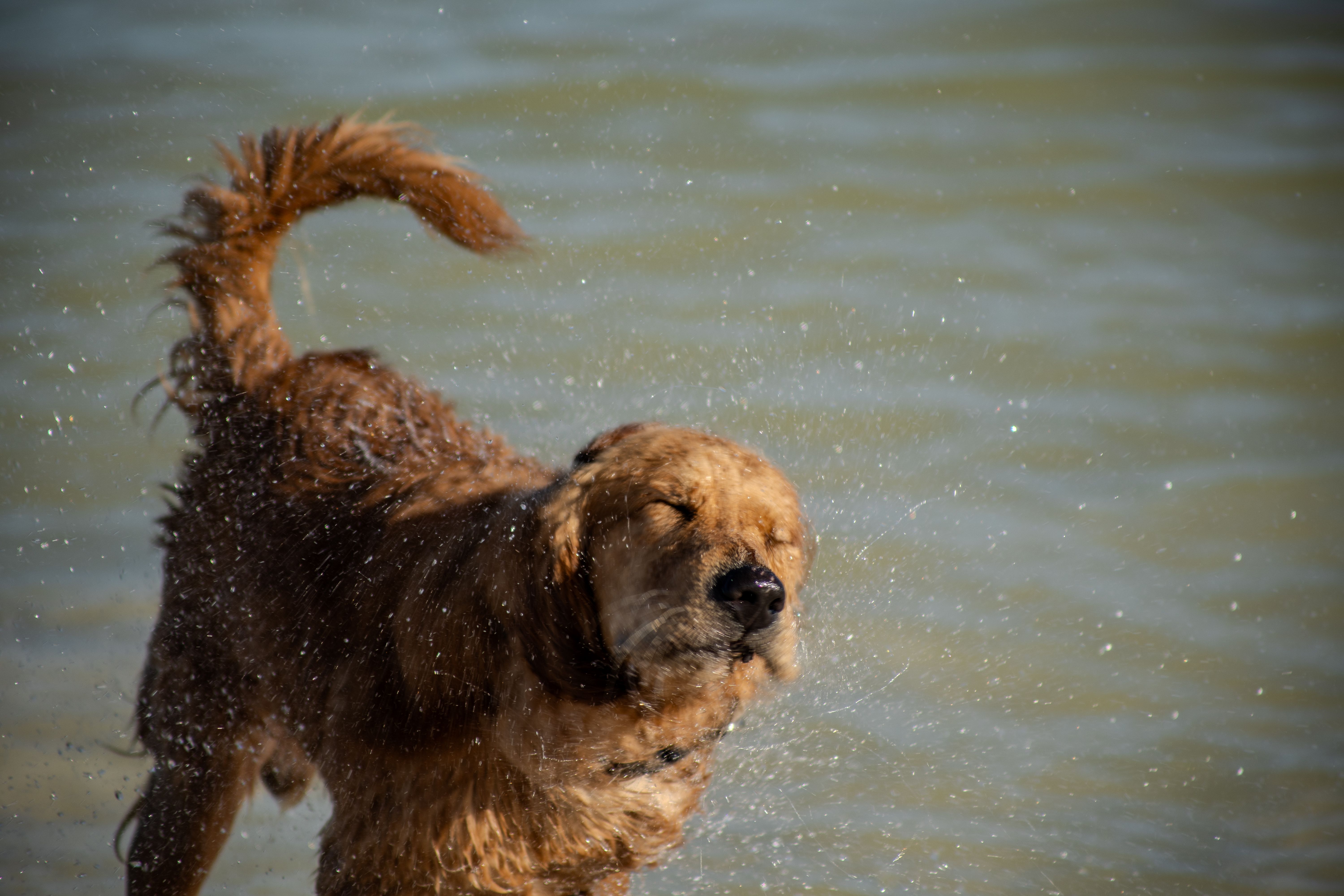 Golden Retriever Sacudiéndose El Agua En La Playa · Foto de stock gratuita