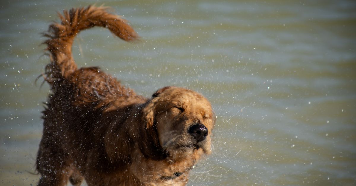 Golden Retriever Sacudiéndose El Agua En La Playa · Foto de stock gratuita