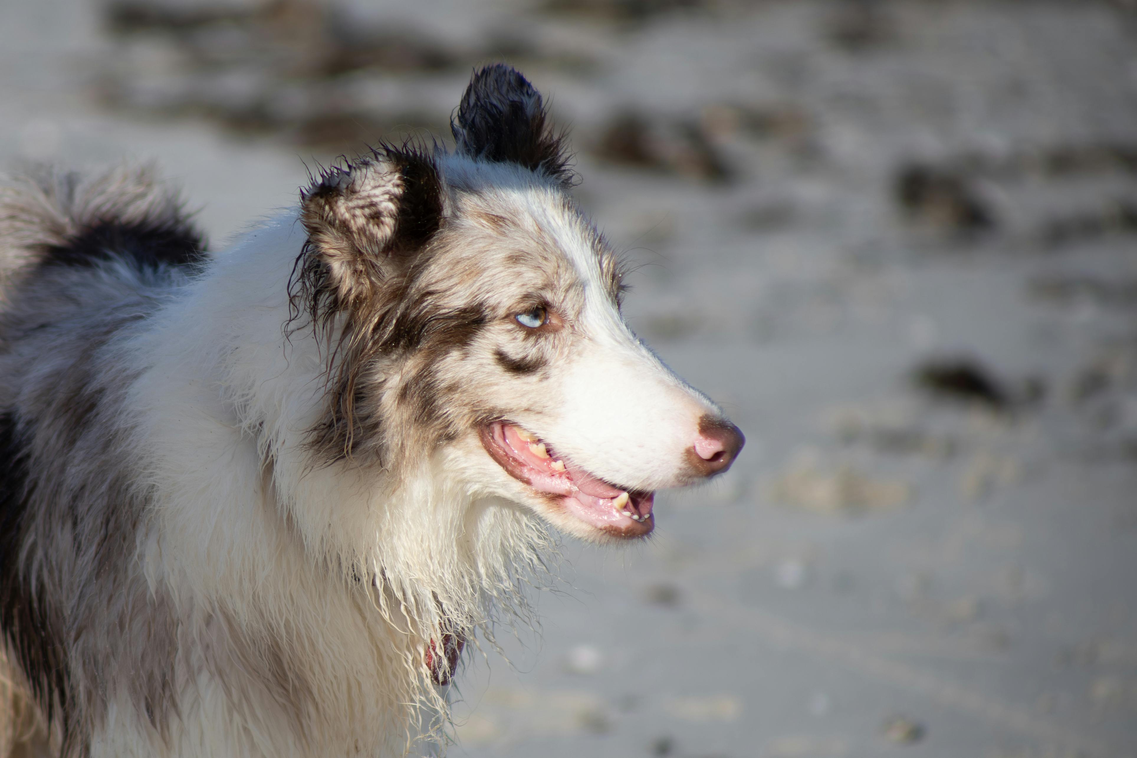 A Border Collie with blue eyes enjoying a sunny day on Progreso Beach, Yucatán.