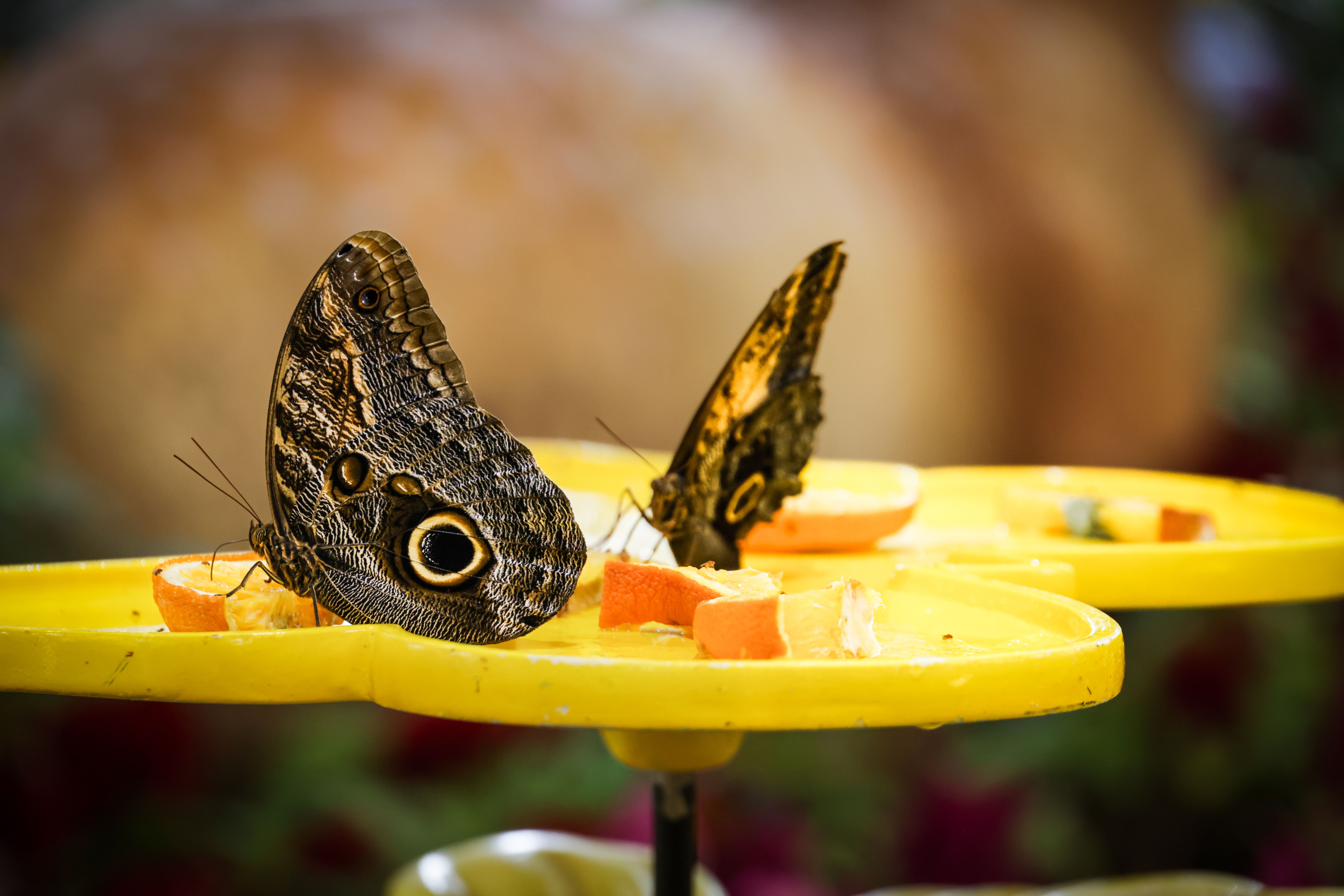Butterflies feeding on fruit slices in a brightly lit garden setting.