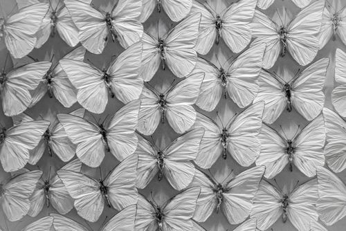 Free A monochrome image of a neatly arranged butterfly collection for display. Stock Photo