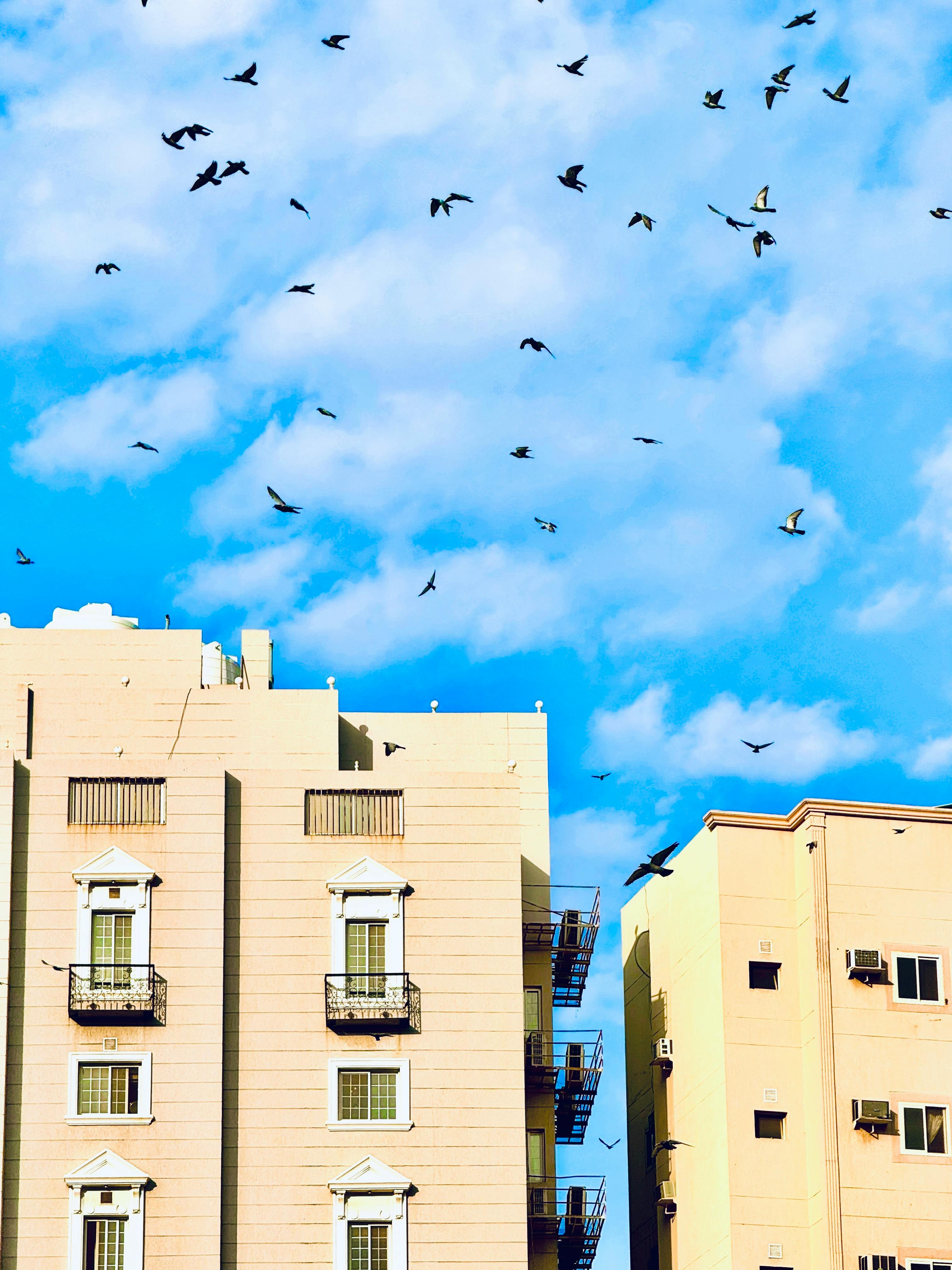 Pigeons soar above apartment buildings against a bright blue sky in Makkah, Saudi Arabia.